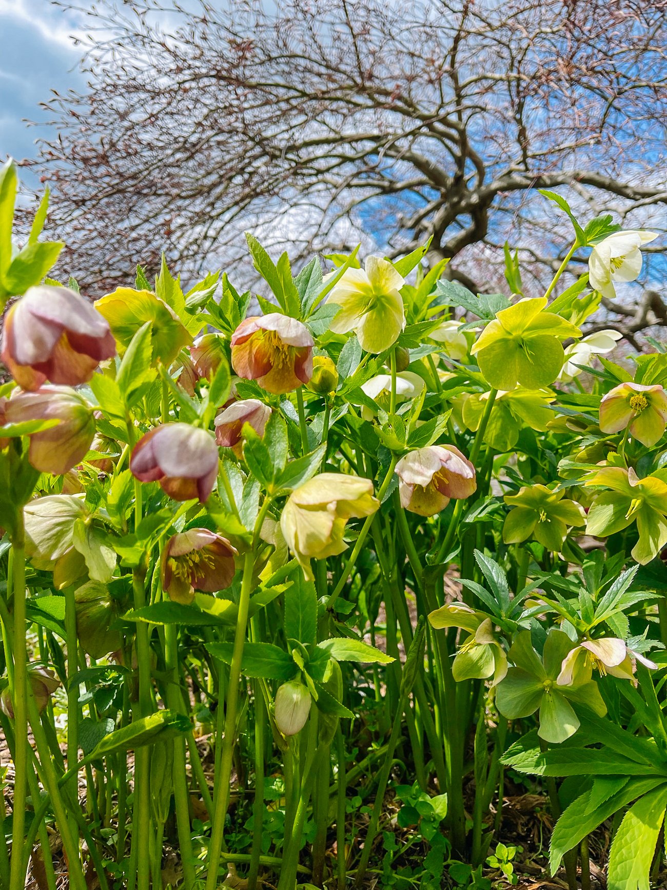 hellebores growing