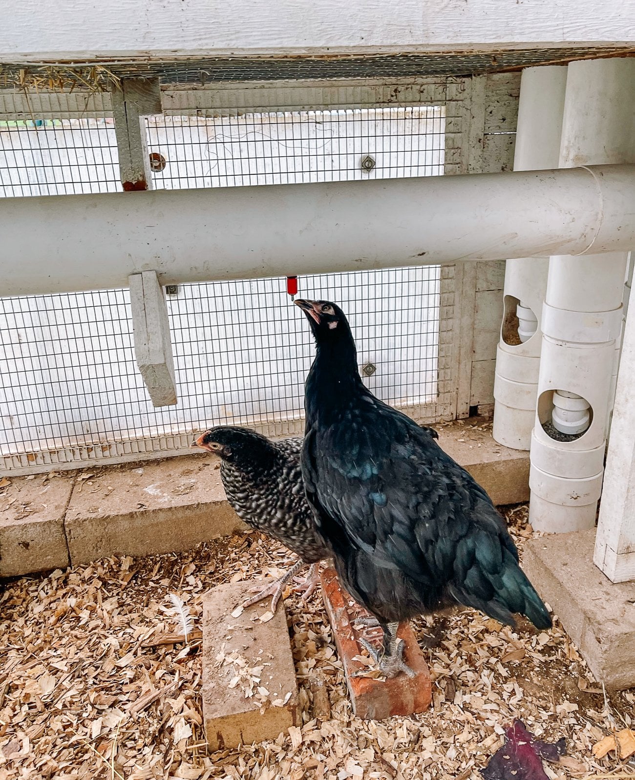chicken drinking out of drip waterer