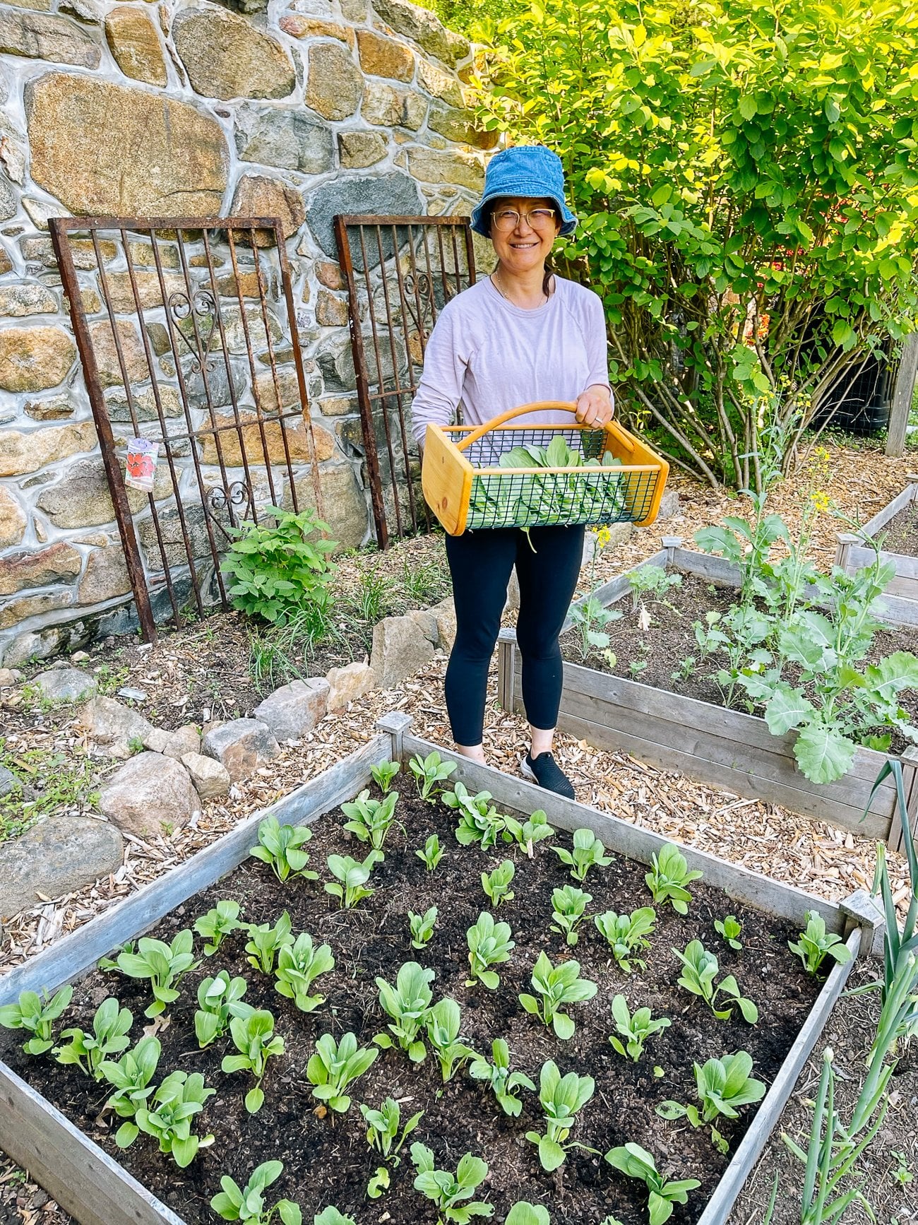Judy with a Harvest of Bok Choy in a Basket