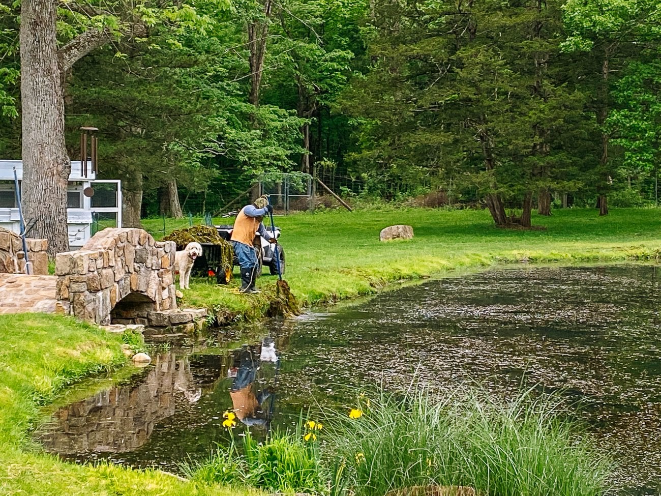 Bill removing pond weeds