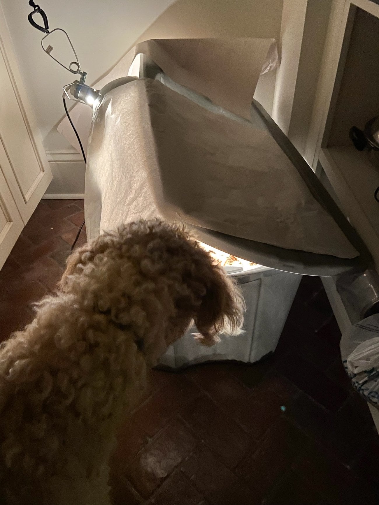 barley looking at baby chicks