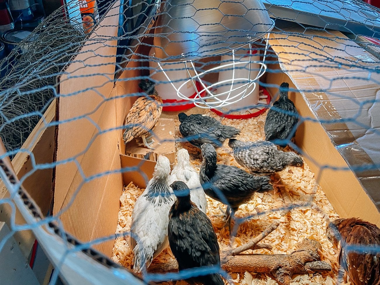 chicken wire over brooder
