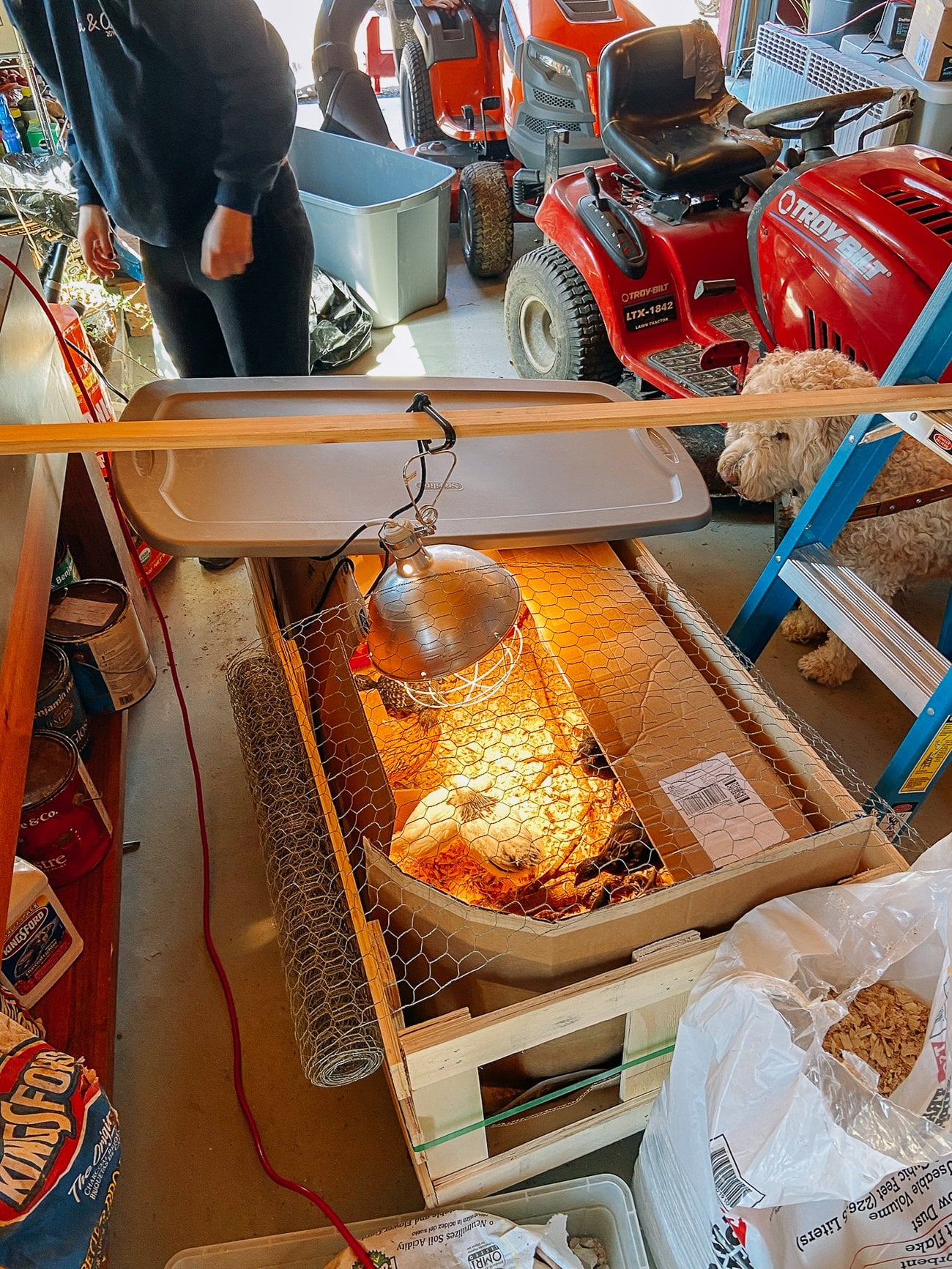 brooder set-up in garage