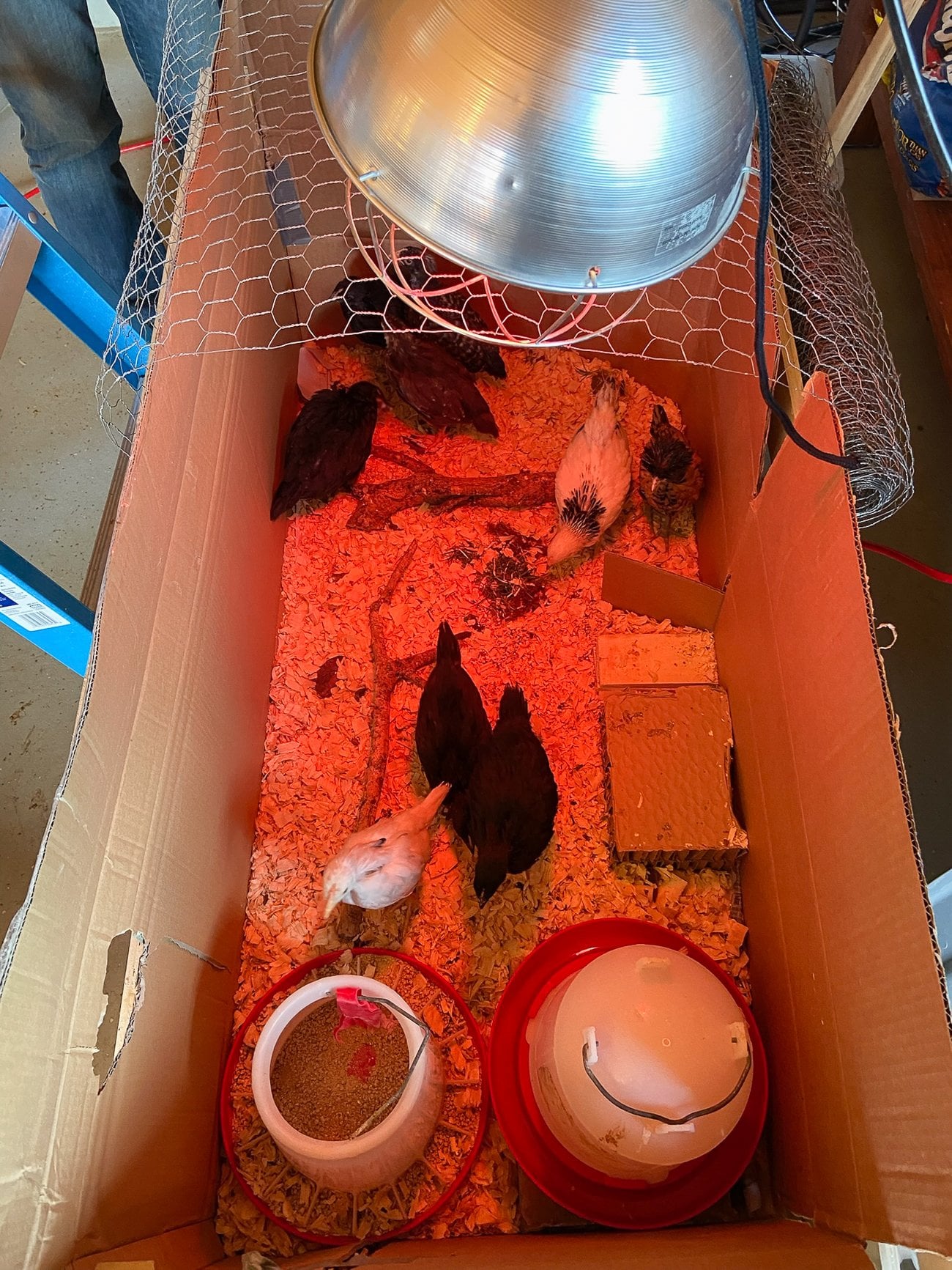 large brooder set-up for older chicks