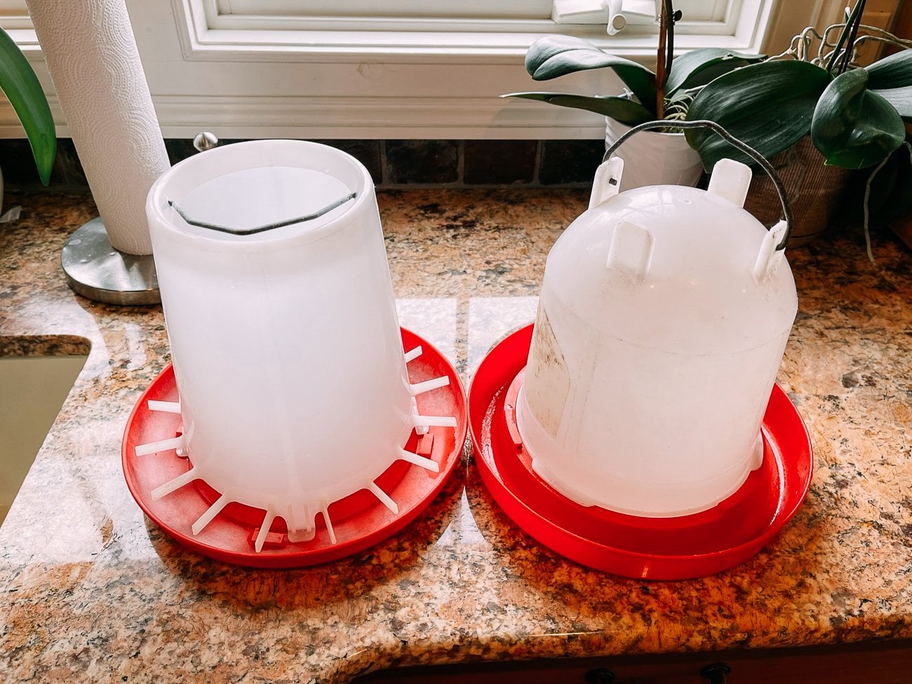 chicken bell feeder and waterer