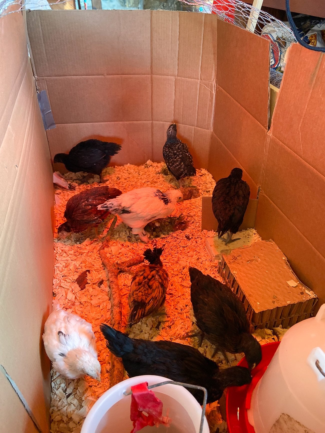 chicks pecking around brooder