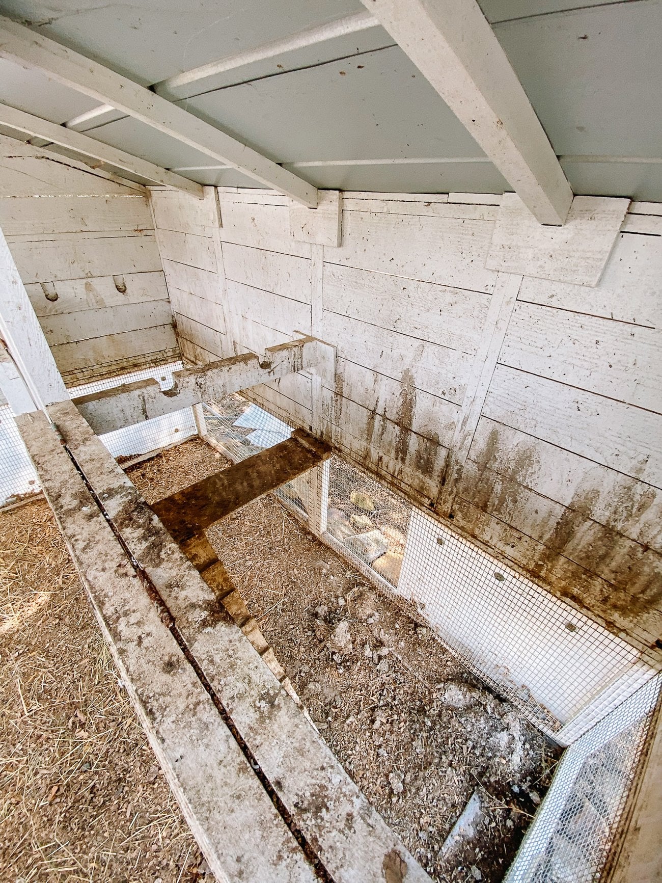 dirty chicken coop