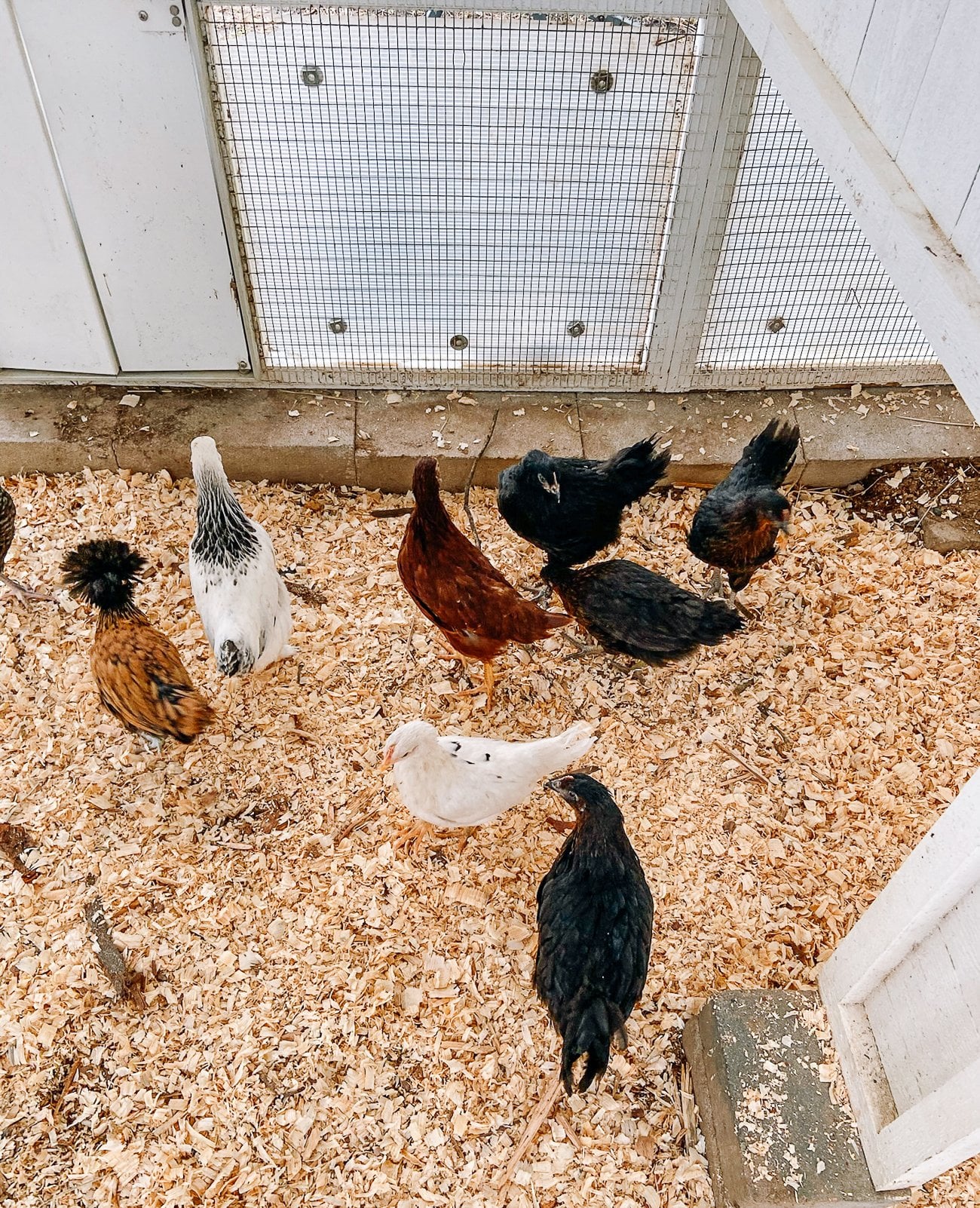 young pullets in coop