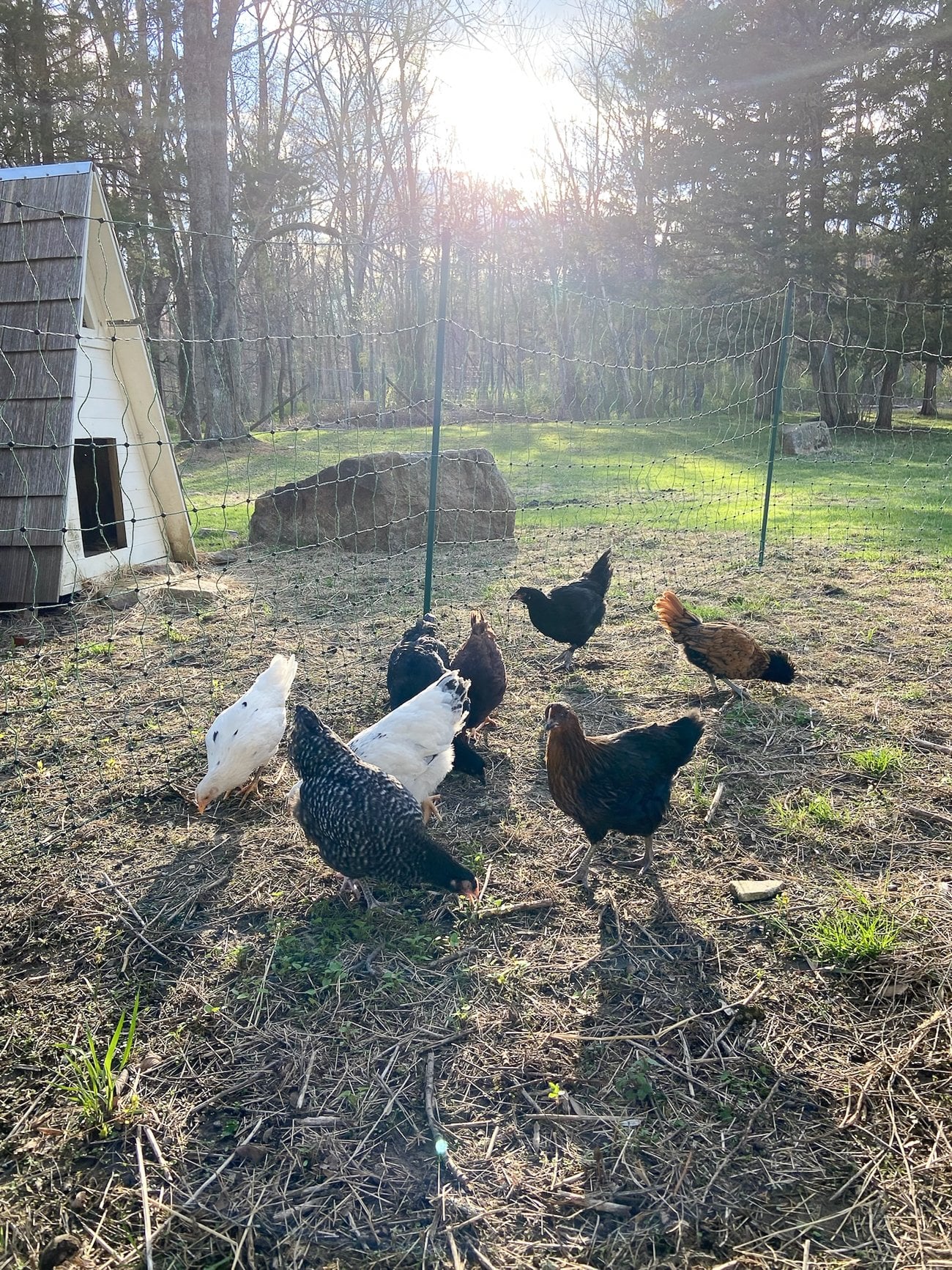 backyard chickens