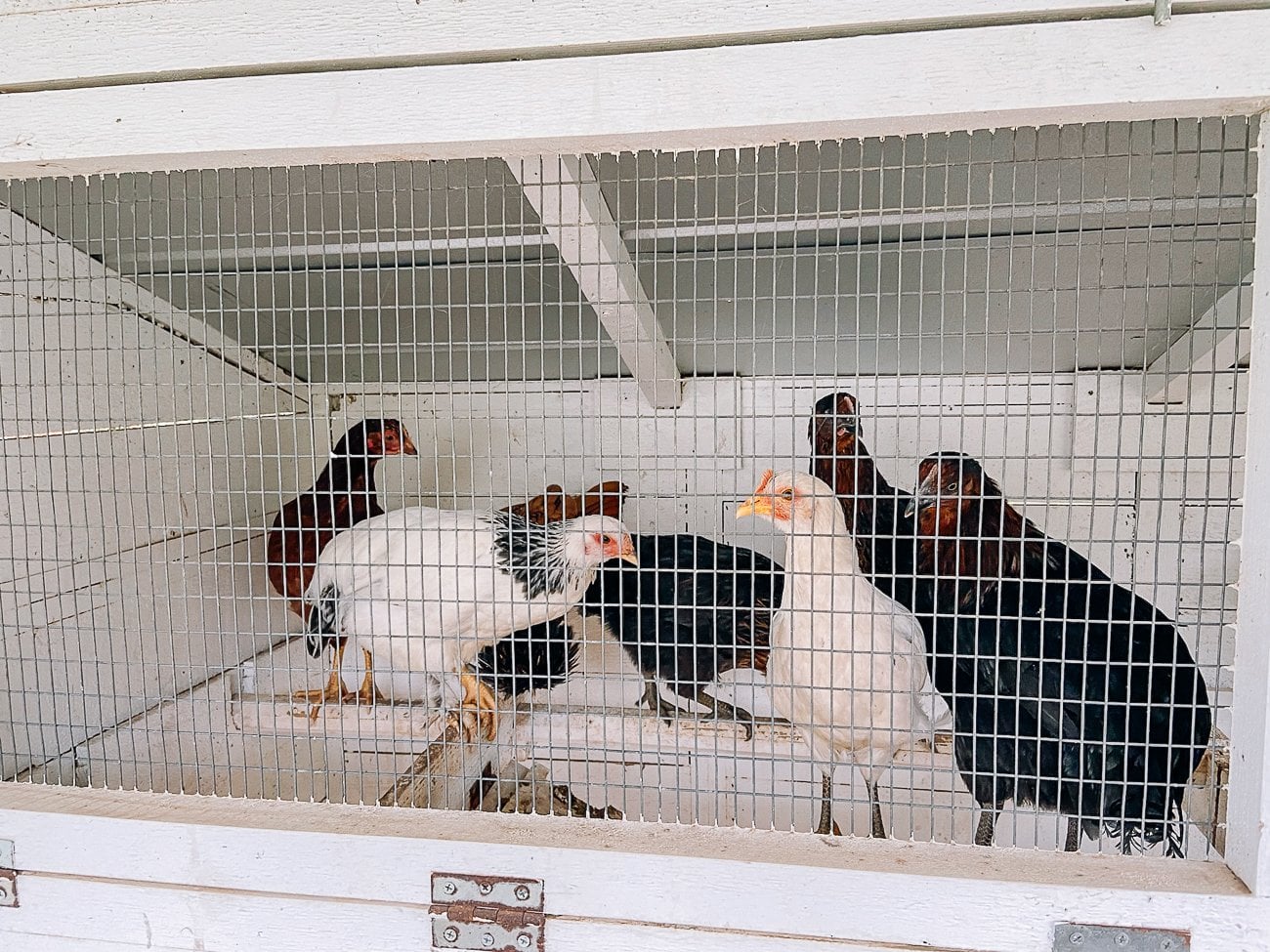 chickens on roosting bars