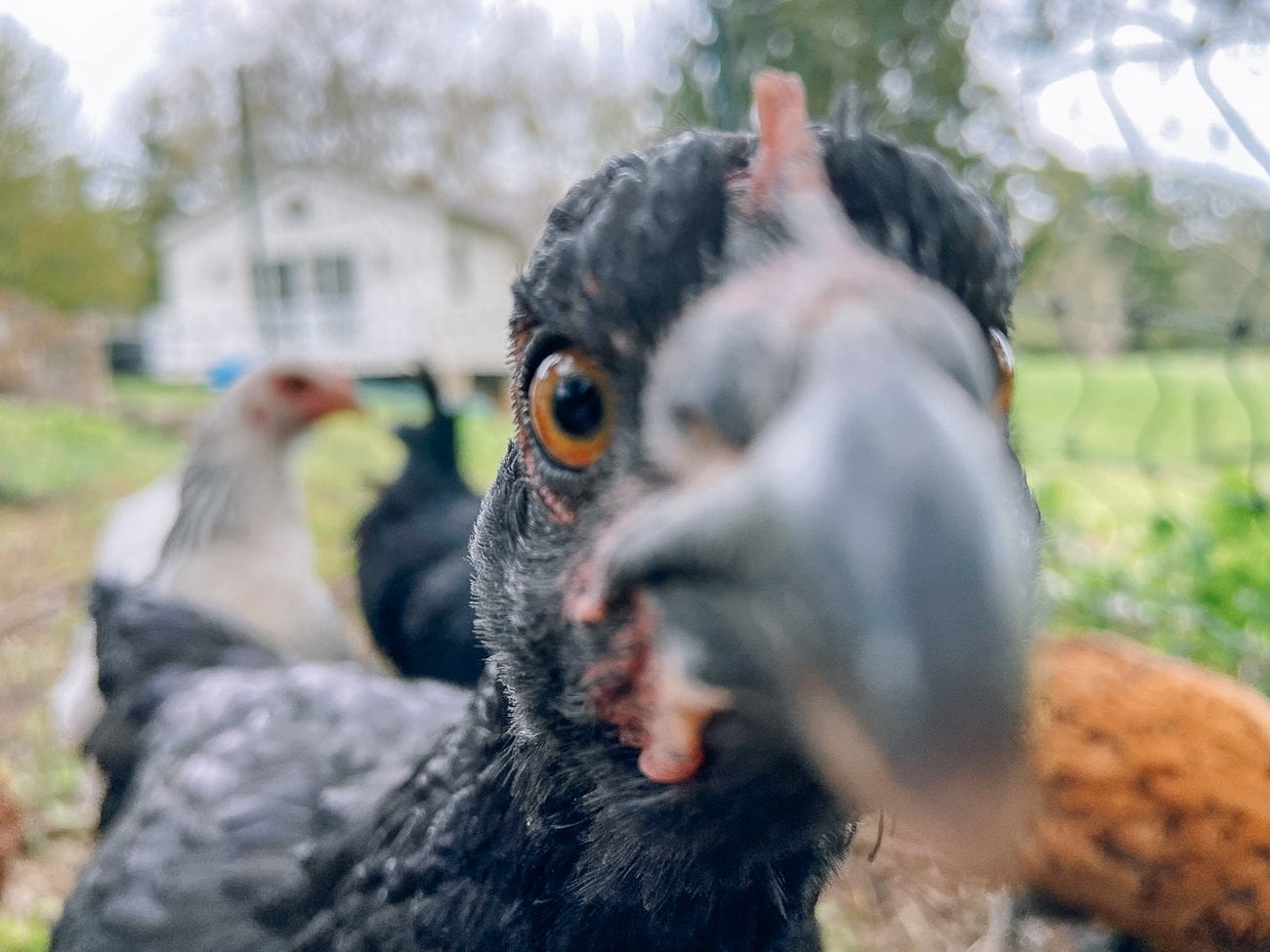Chicken pecking at camera lens