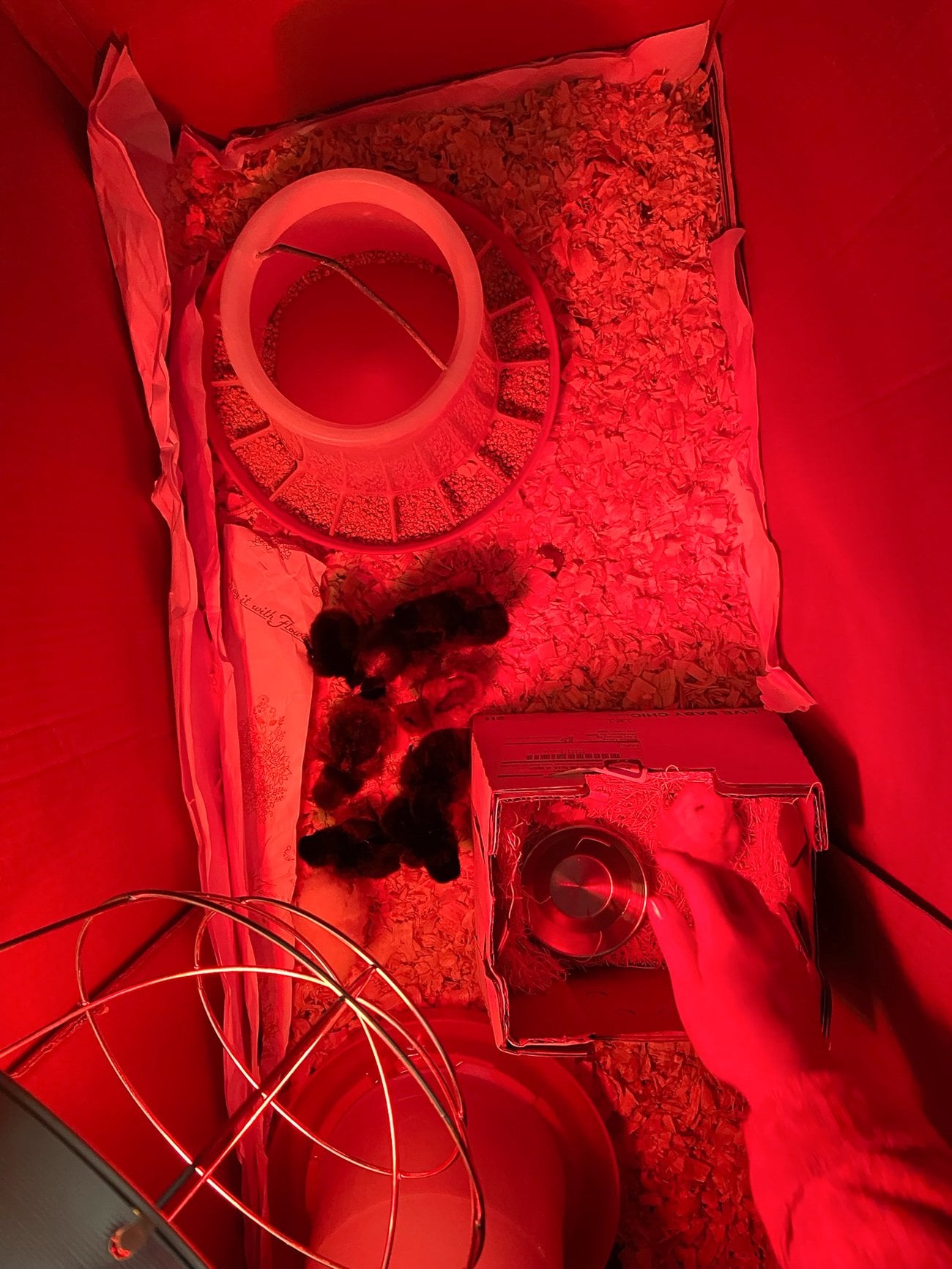 nursing chick back to health