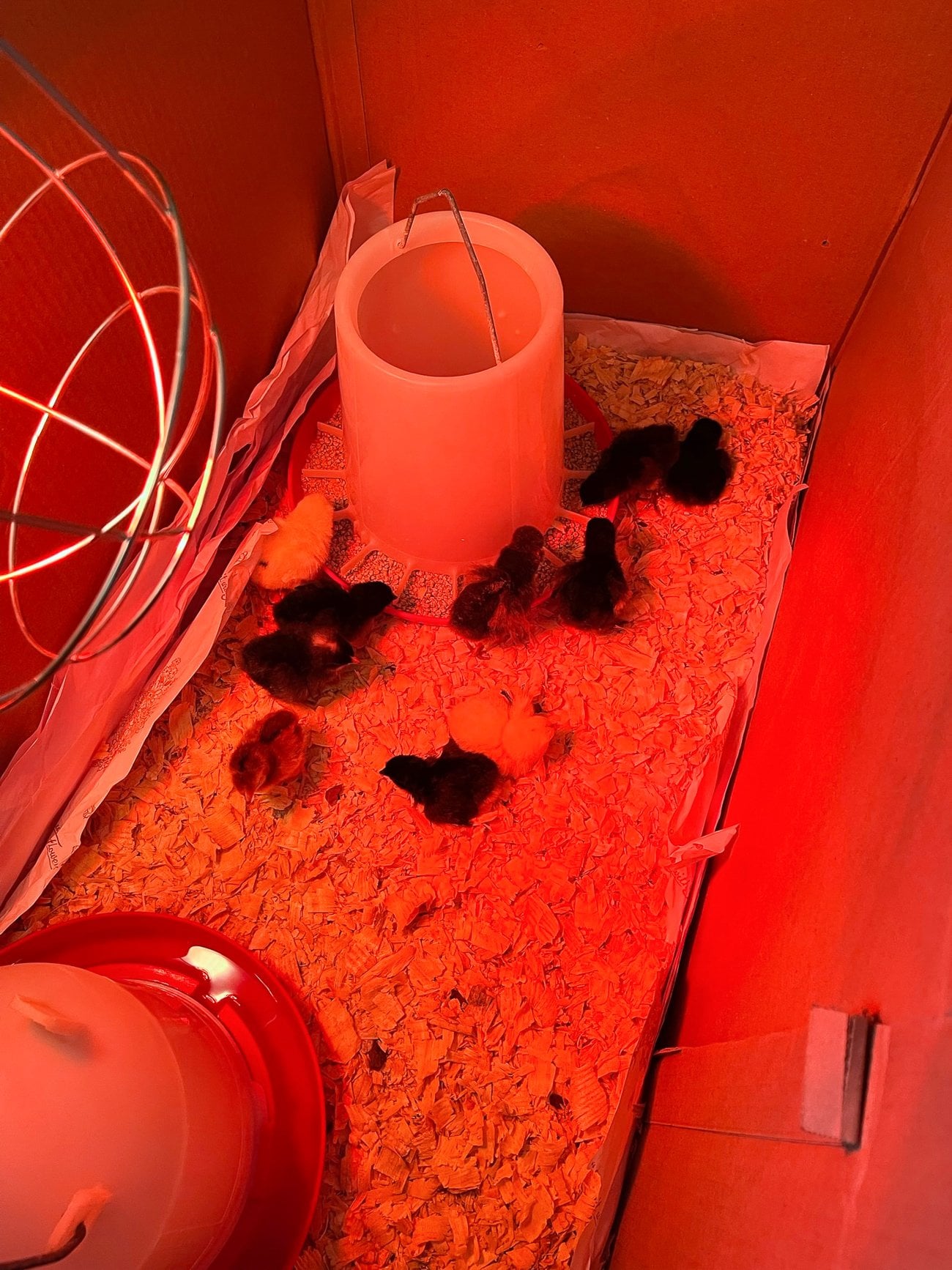 chicks walking around brooder