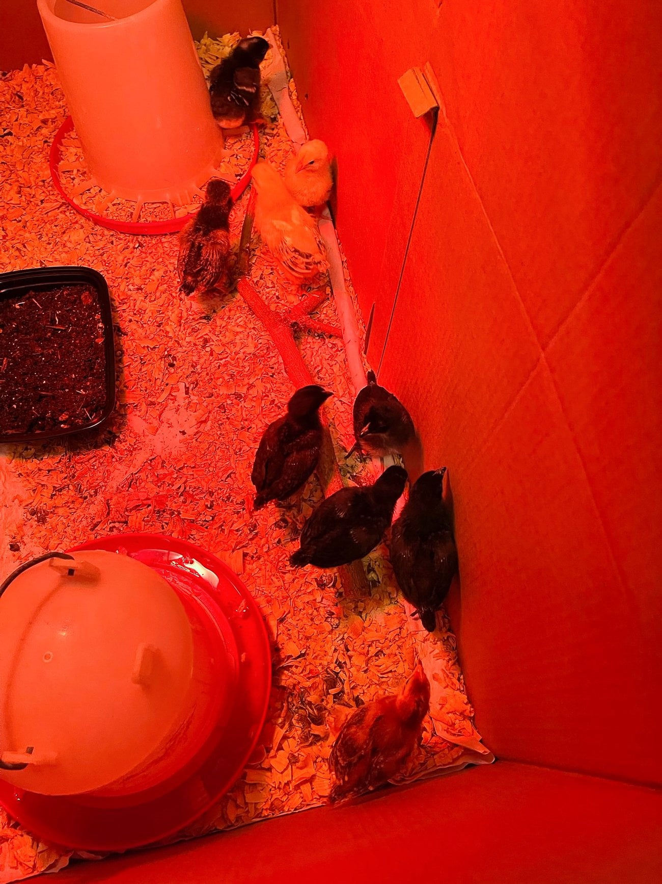 baby chicks in brooder