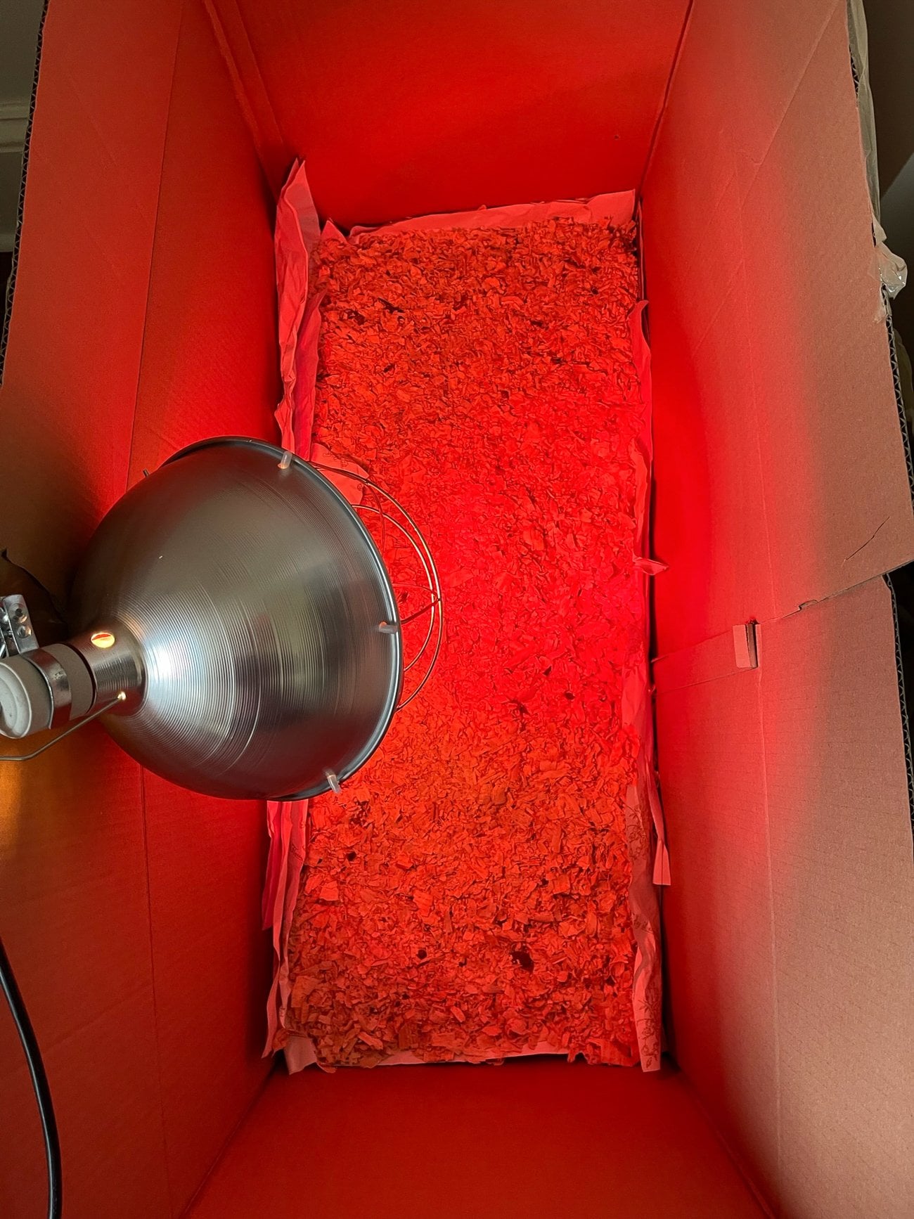 warming up chick brooder box