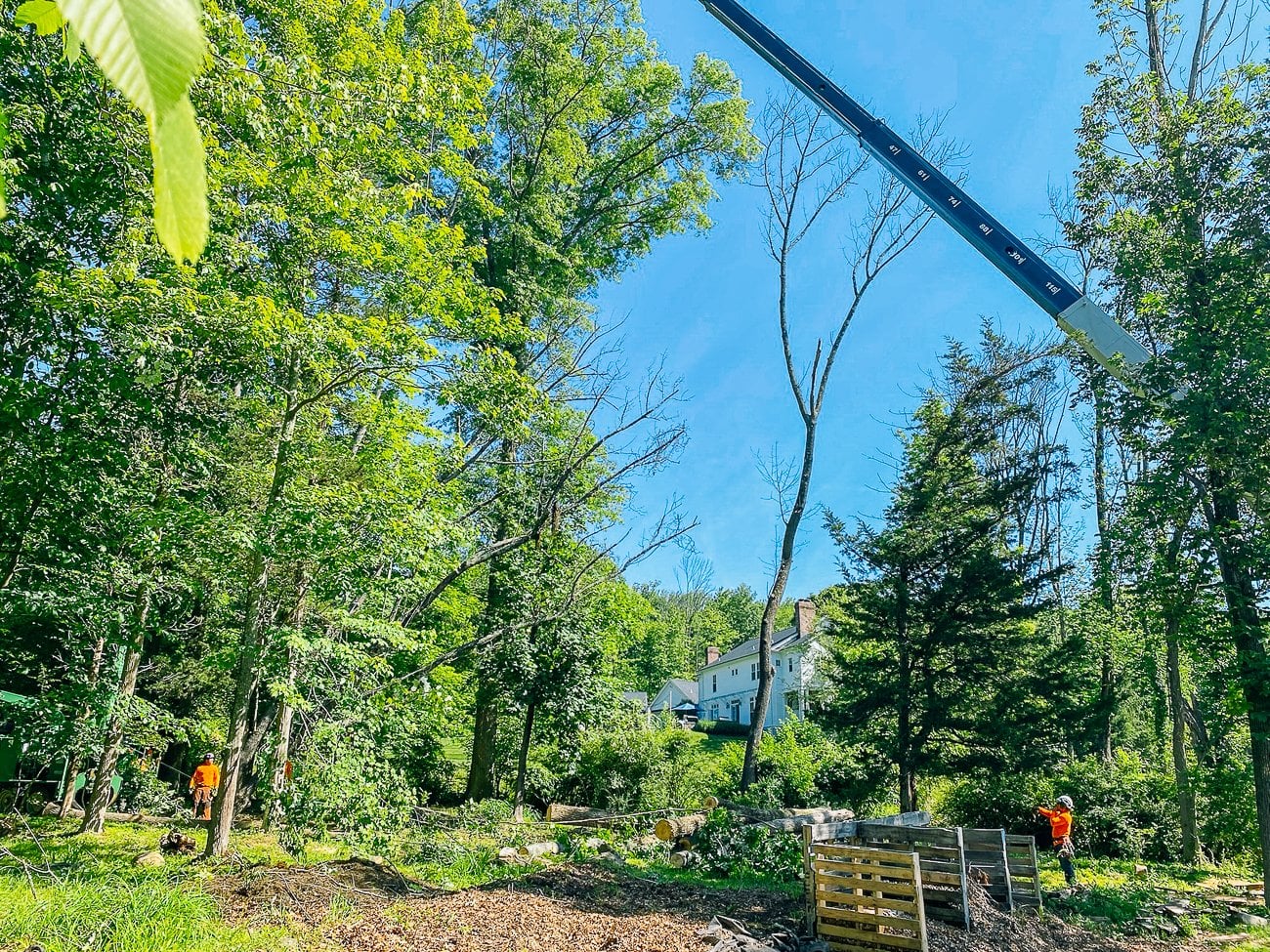 crew taking down dead ash trees
