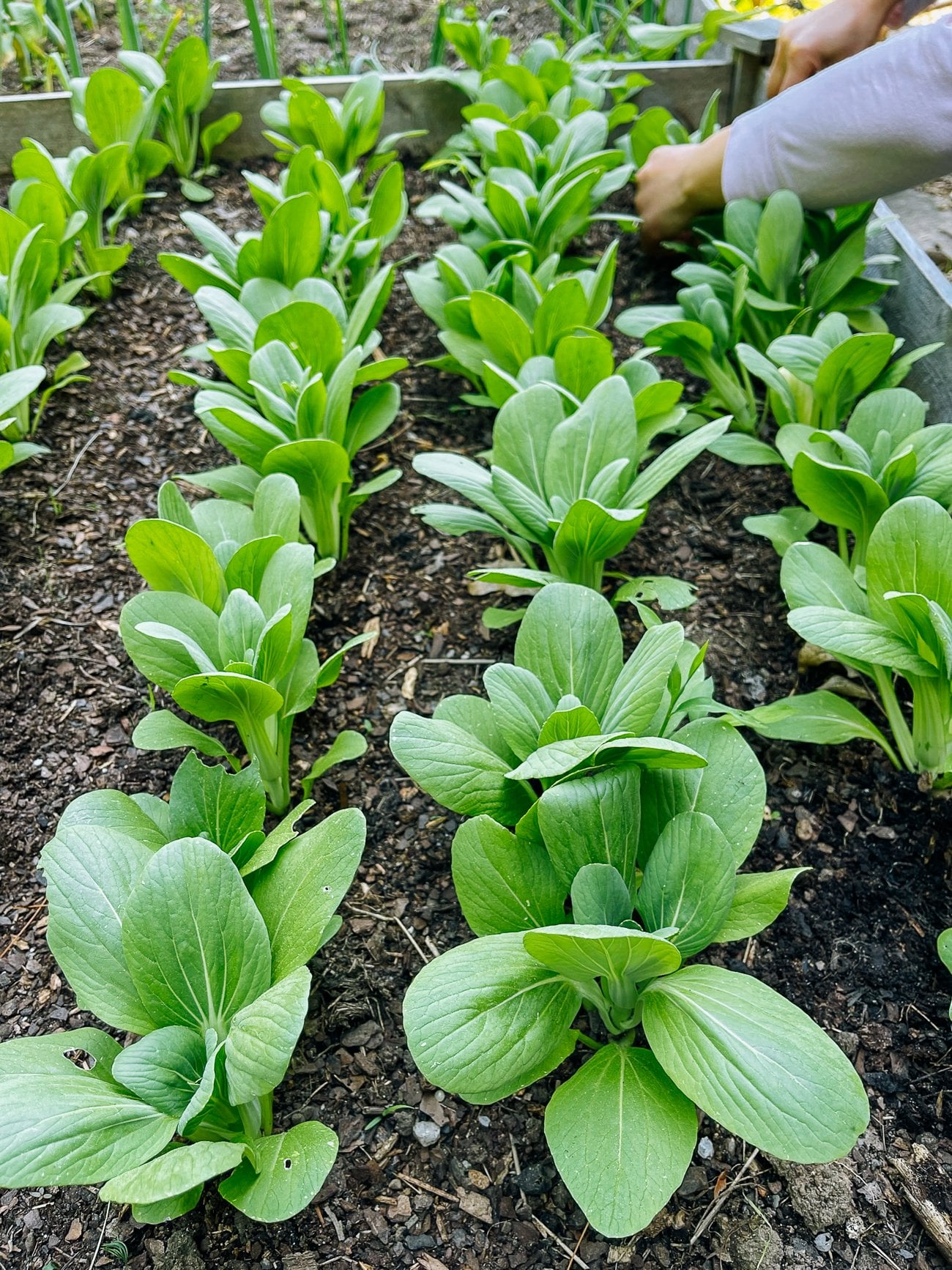 Bok Choy in rows in our garden