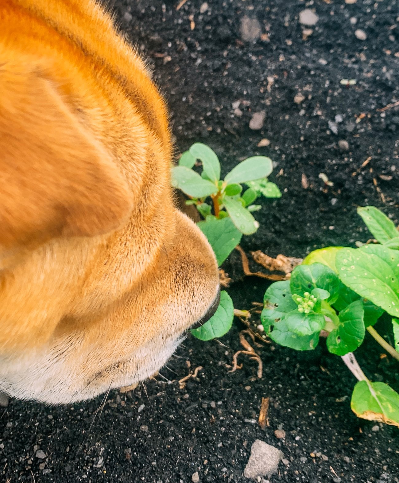 dog sniffing very young bolting bok choy