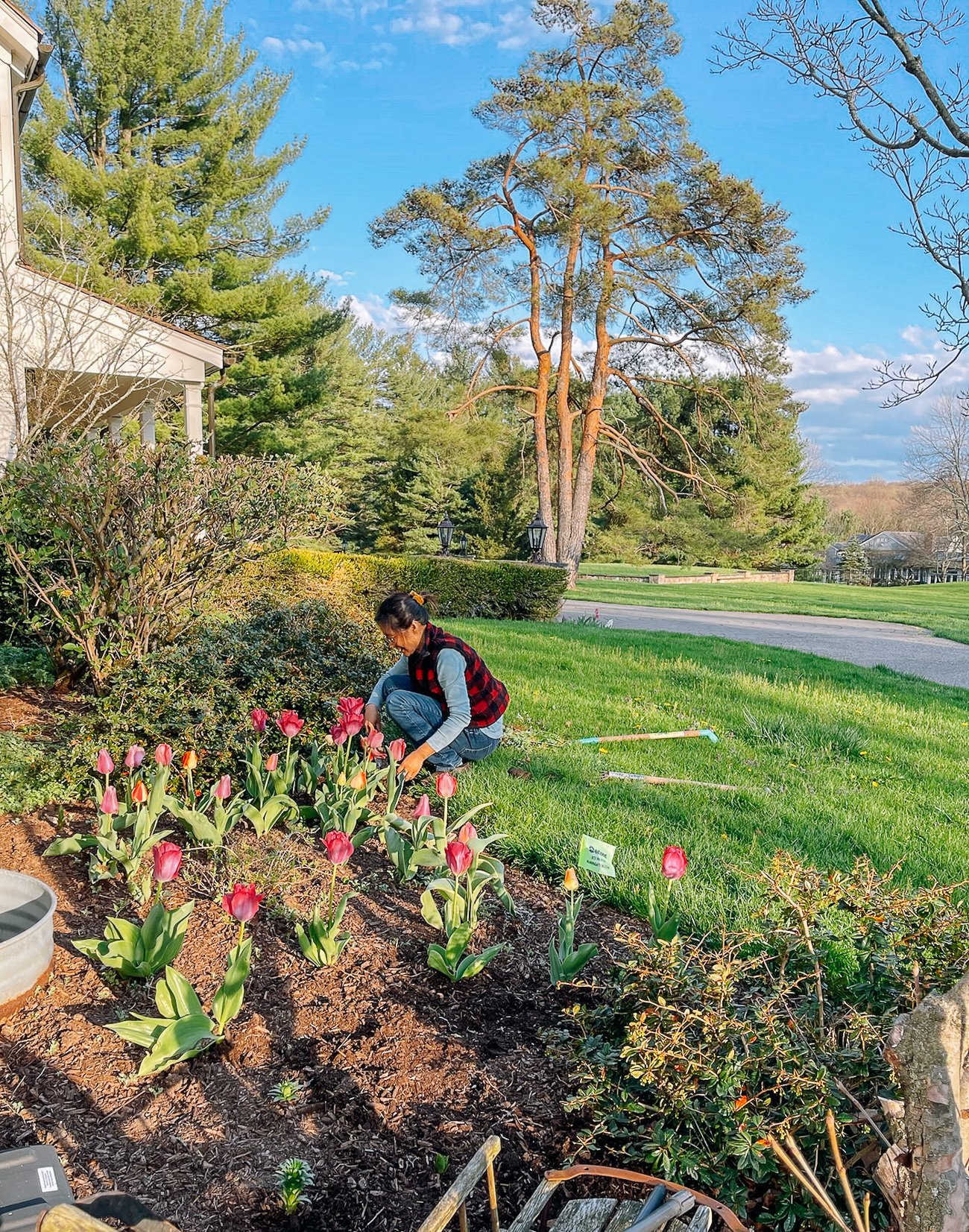 Judy weeding bed of tulips