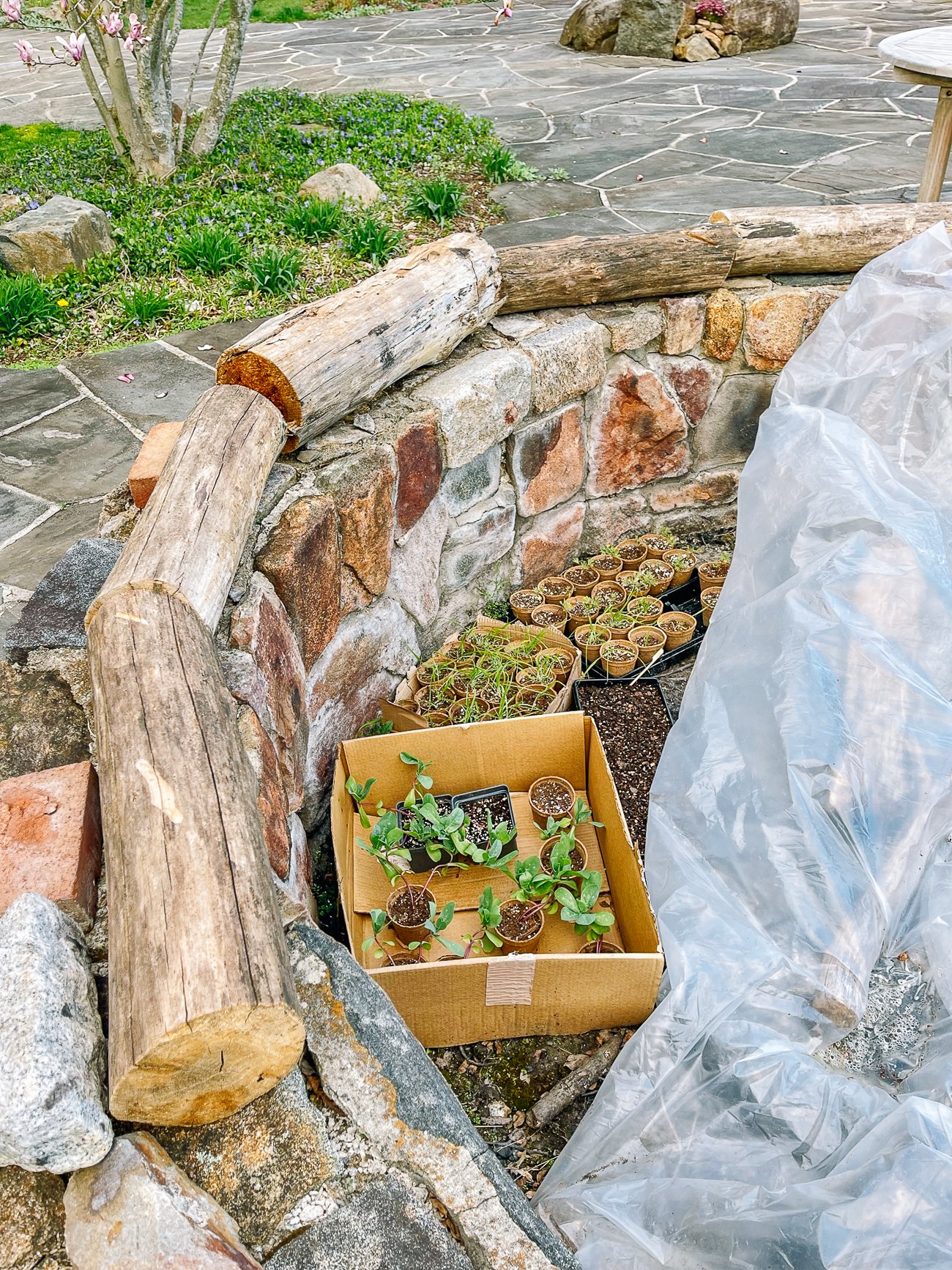 makeshift cold frame in fire pit