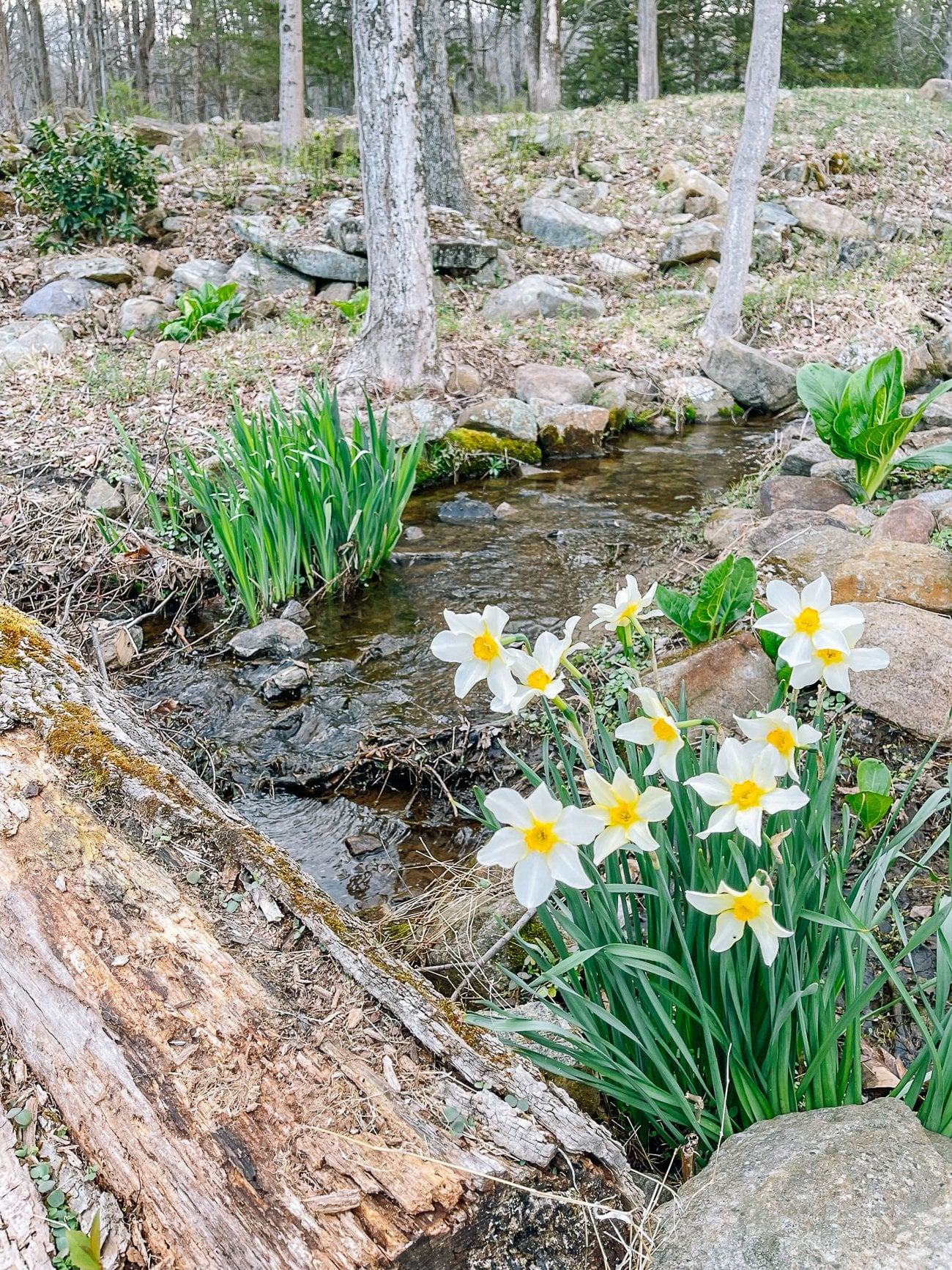 daffodils near stream