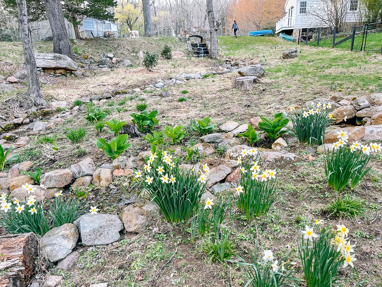 daffodils along stream bed