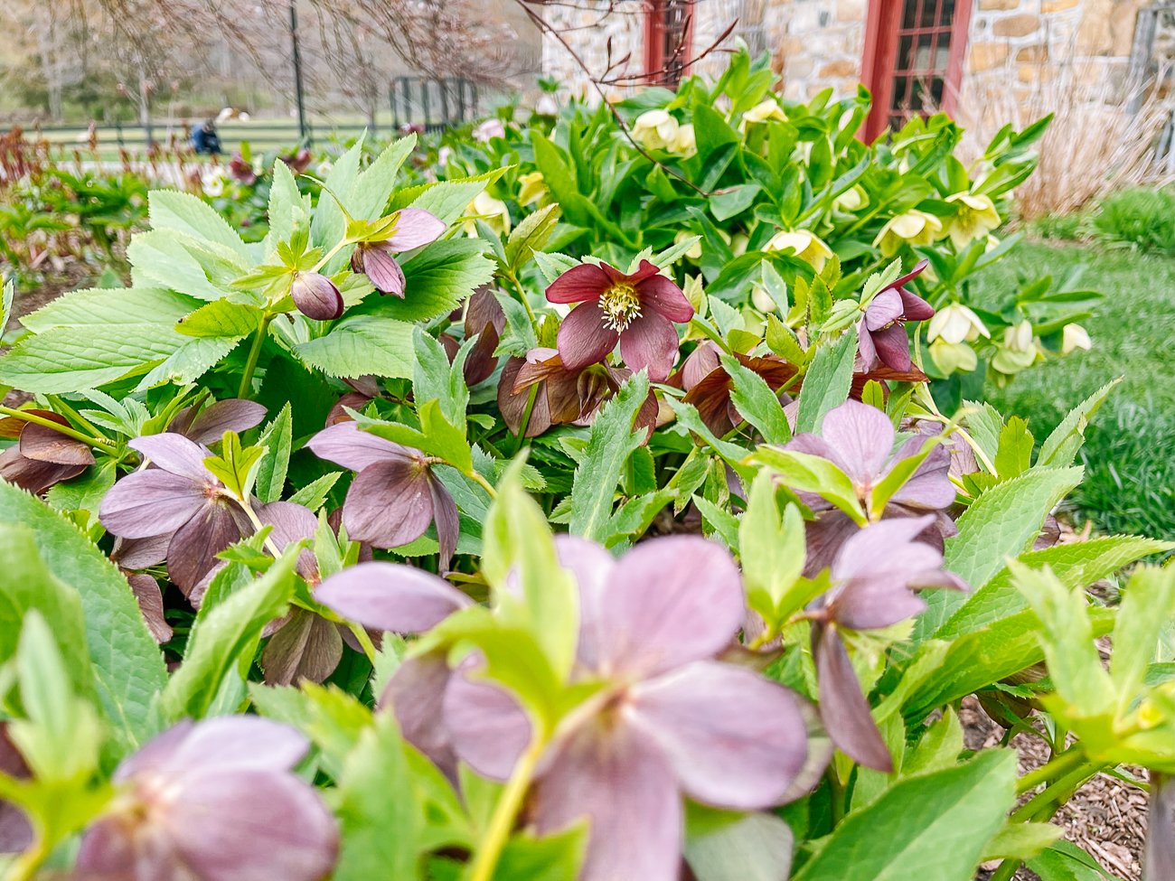 hellebores