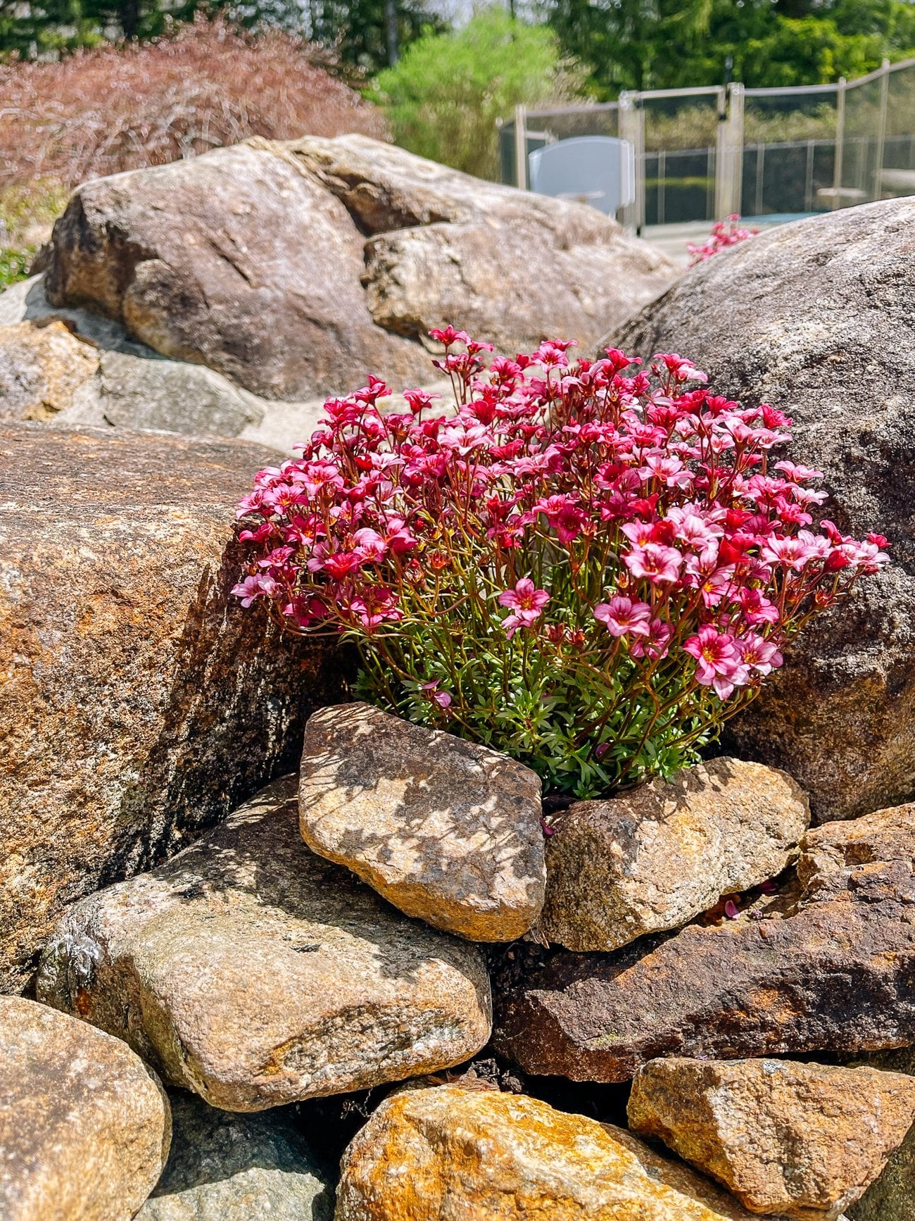 pink rockfoil flowers planted in rocks