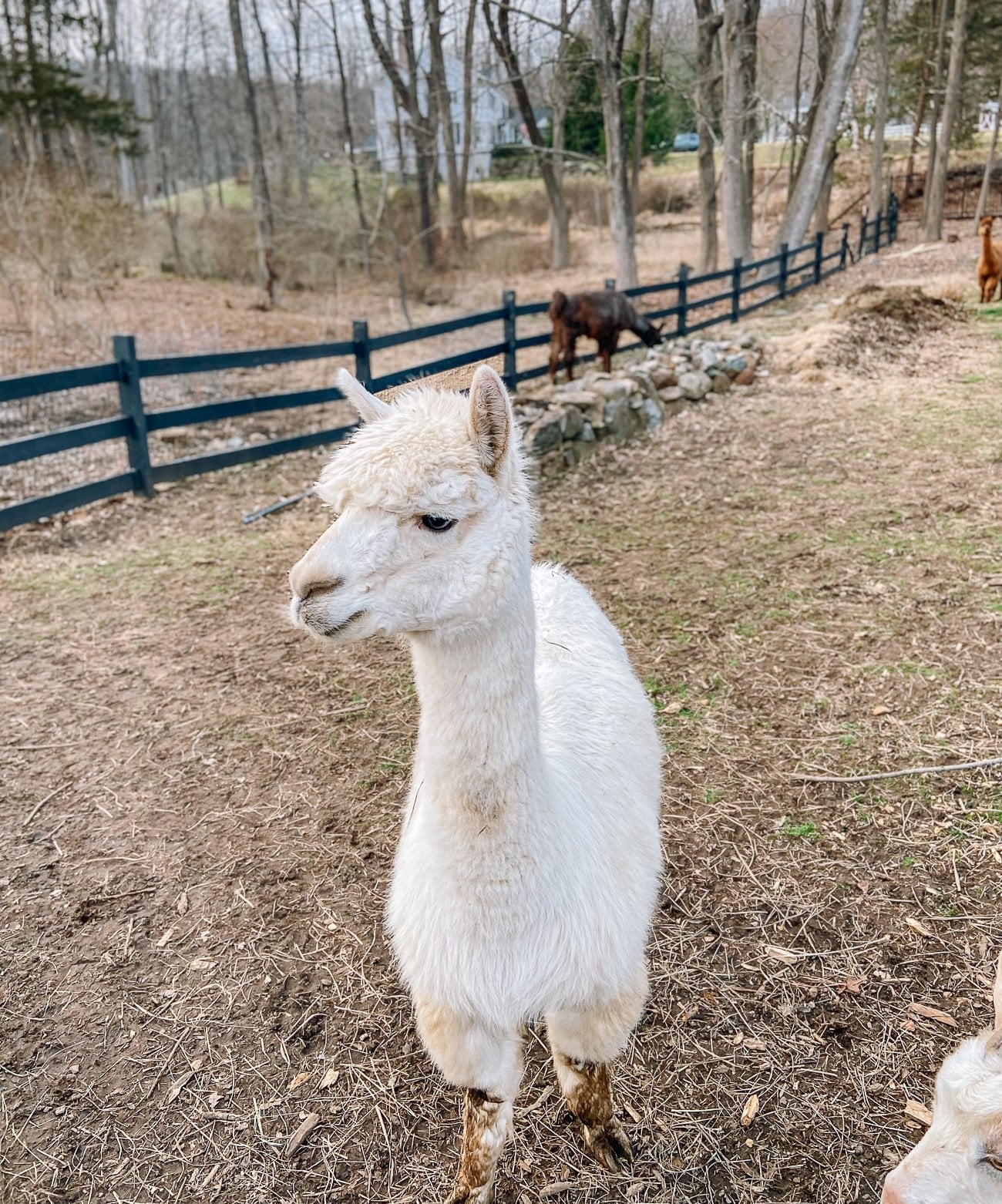 Bessie the white alpaca