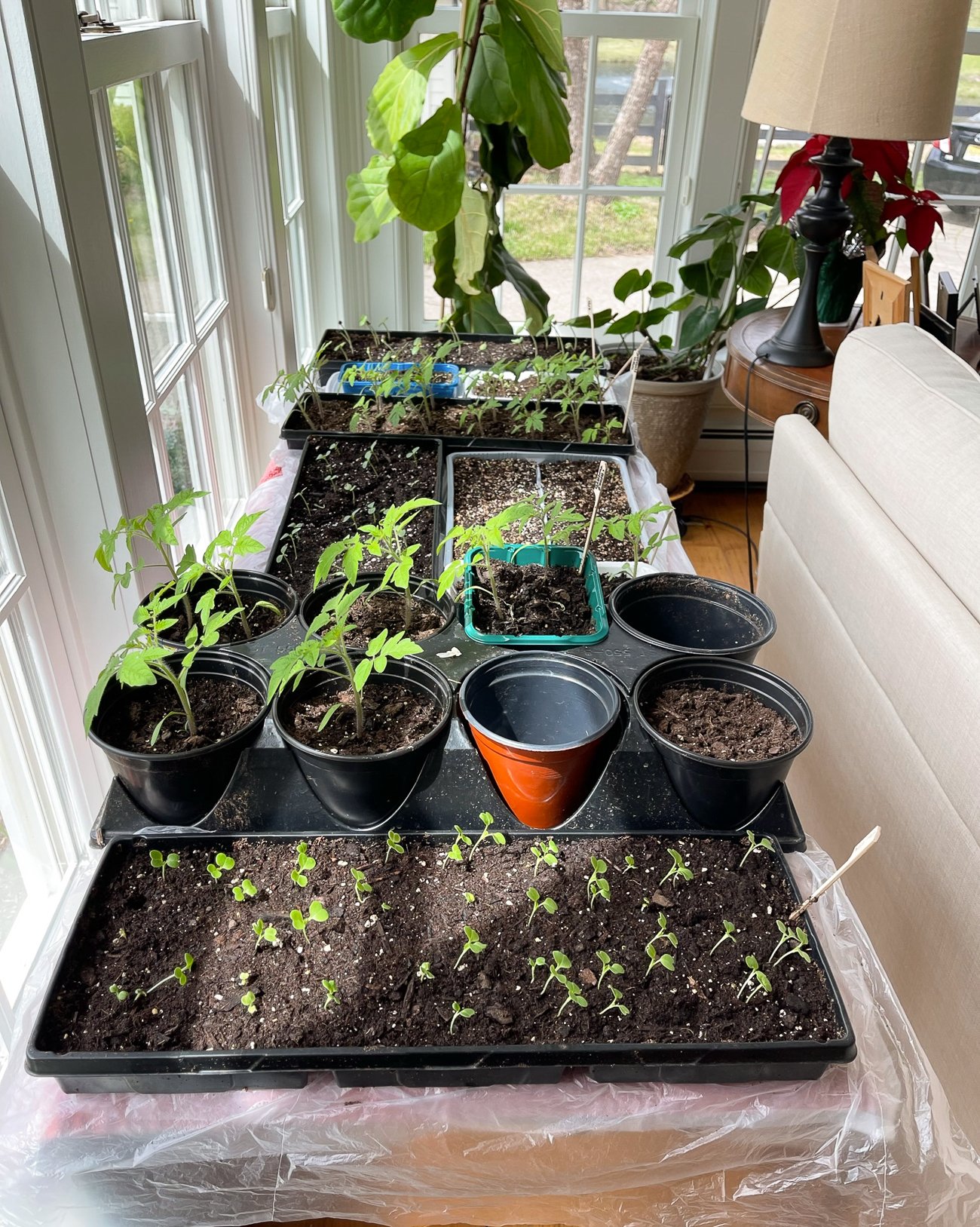 seedlings in pots and trays in front of windows