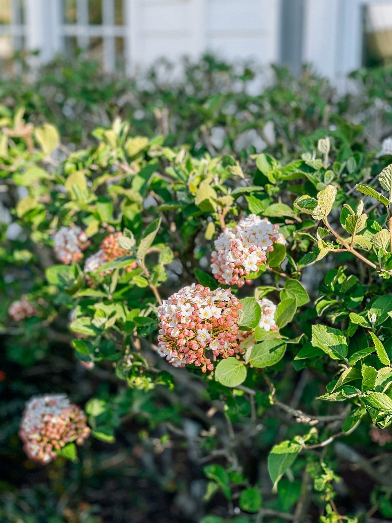 Viburnum with pink flowers