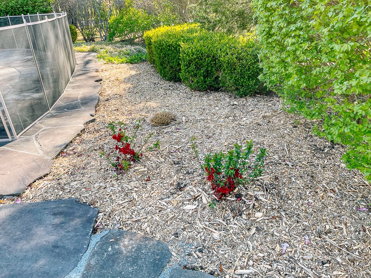 Two orange storm flowering quinces