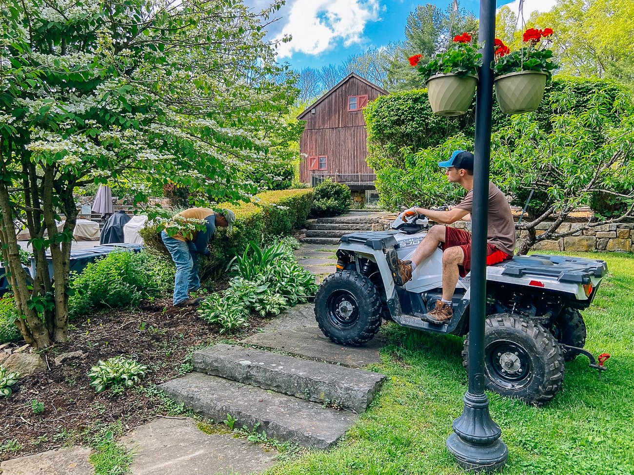 Bill and Justin pulling out diseased boxwoods