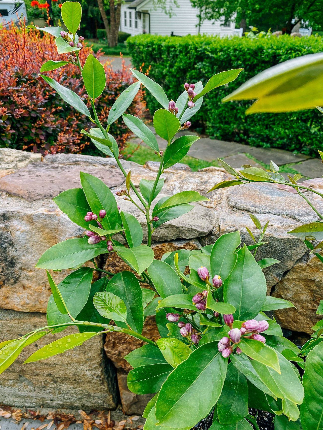 meyer lemon bush budding in spring
