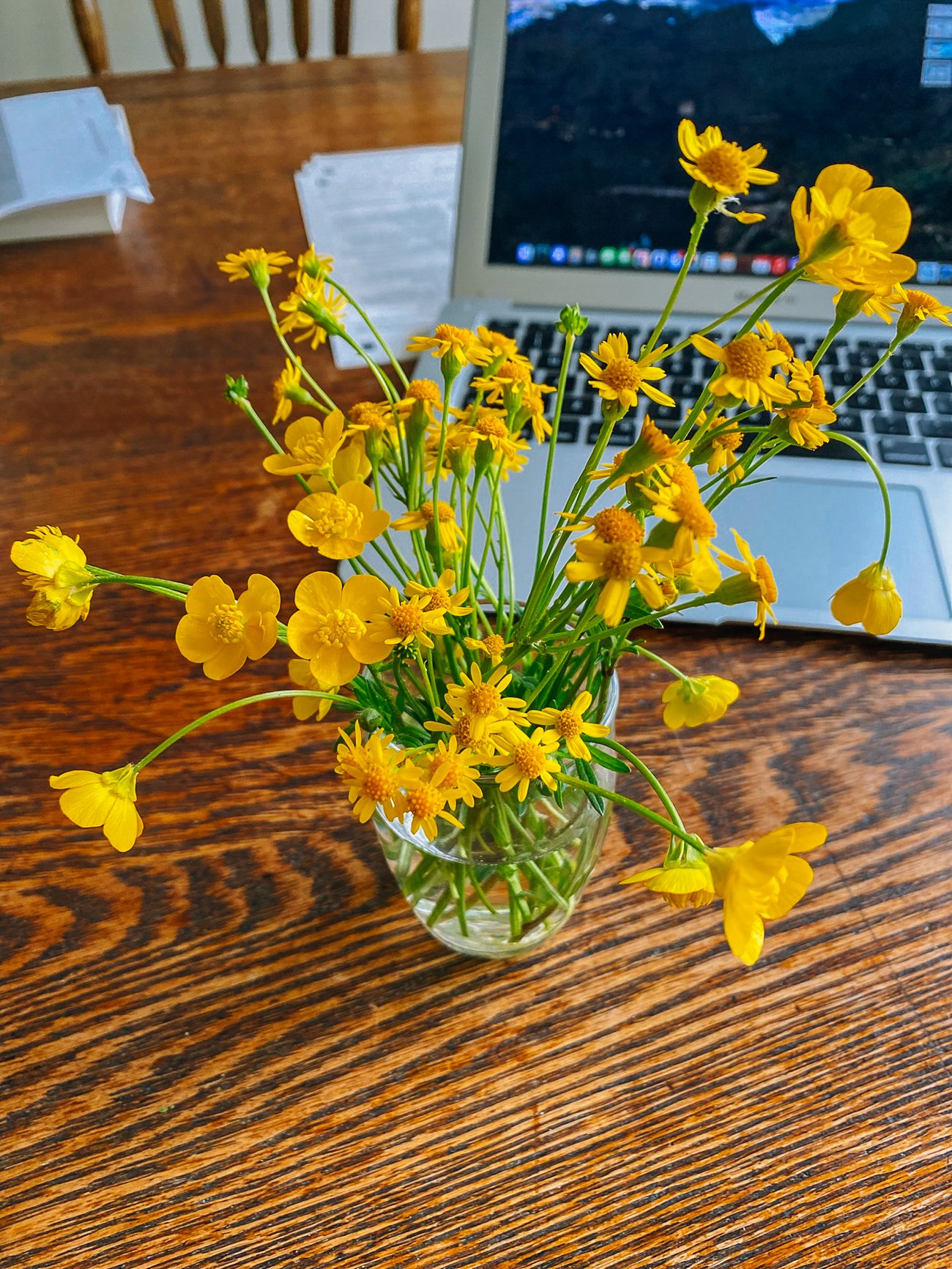 yellow weed flowers or wild flowers
