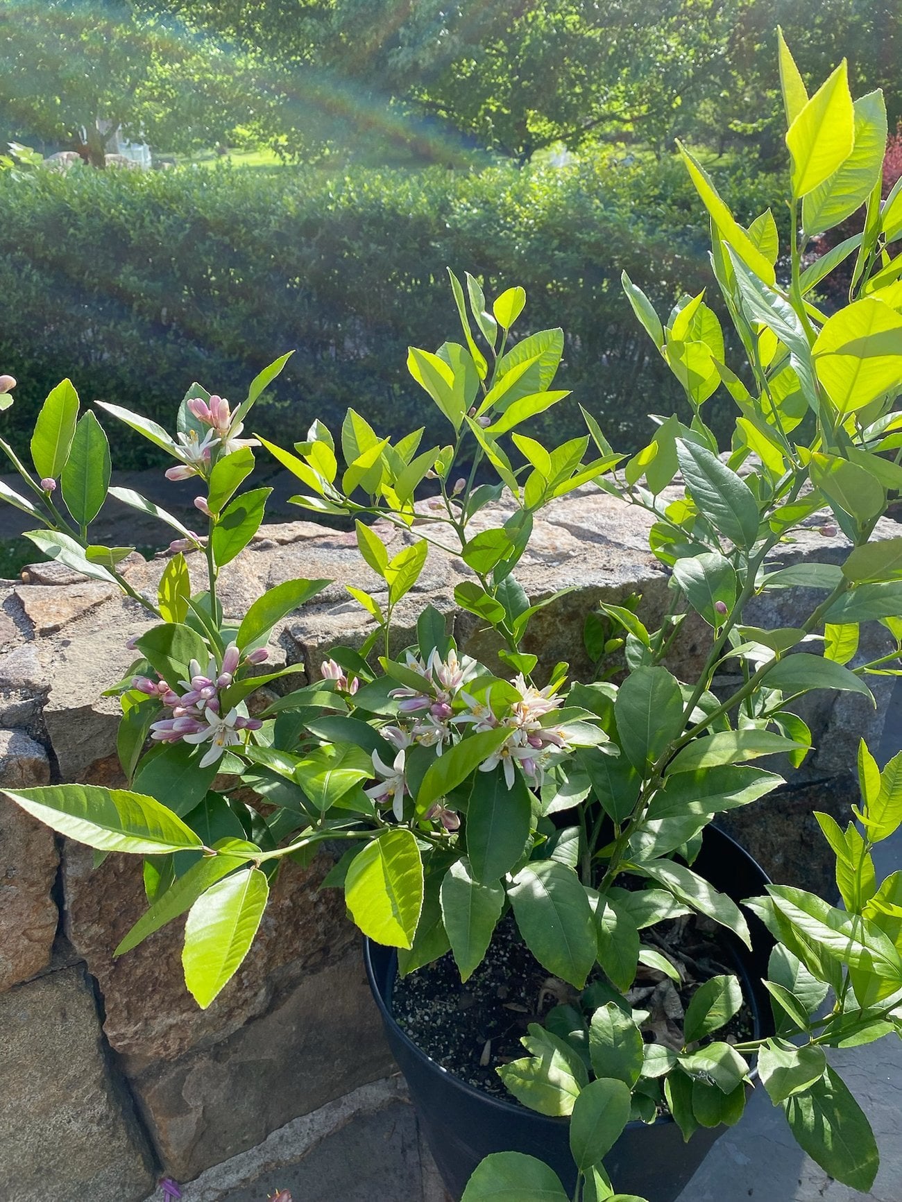 flowering meyer lemon bush