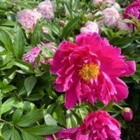 pink peony in bloom