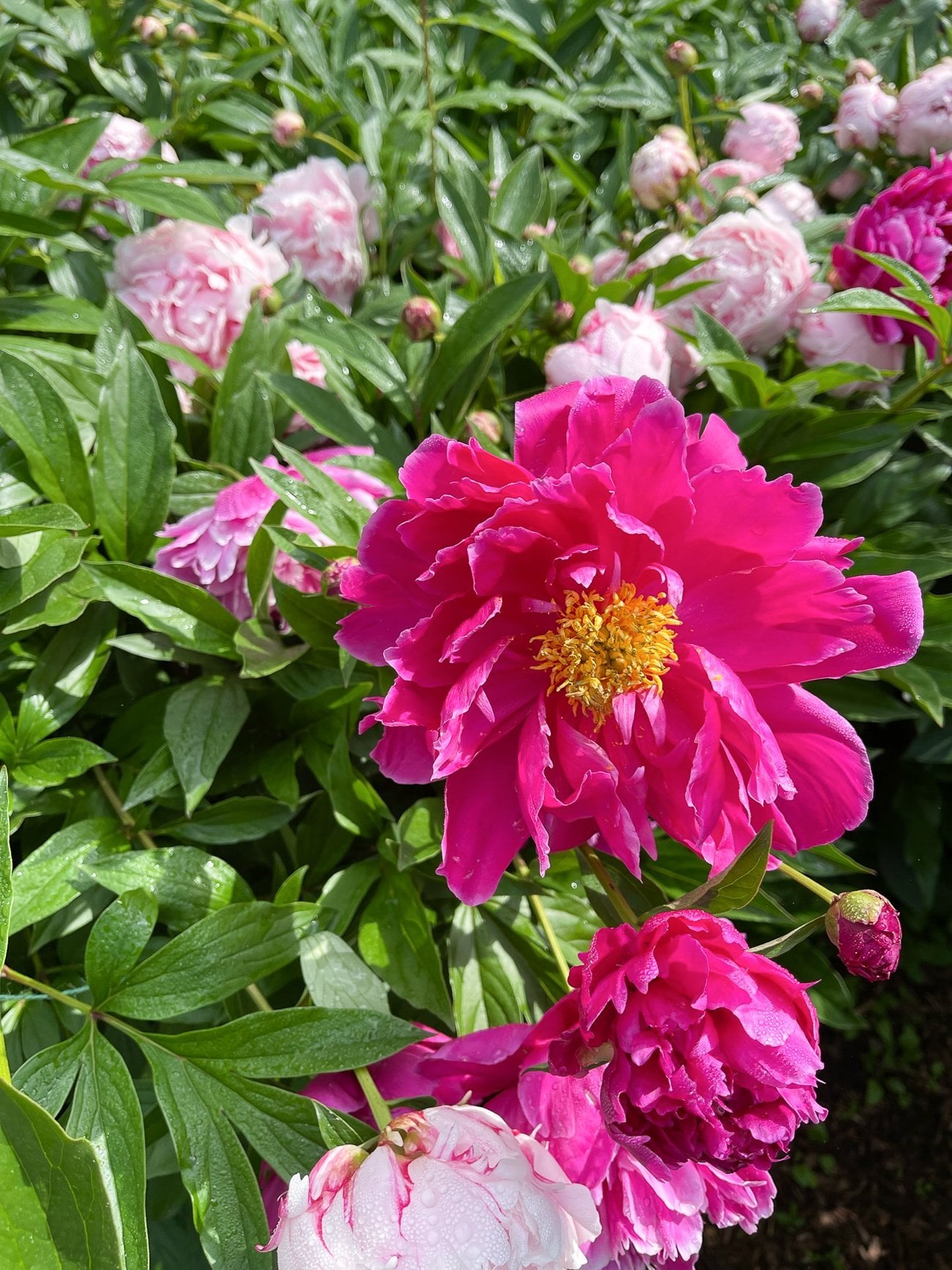 Spring Garden Tour 2022!