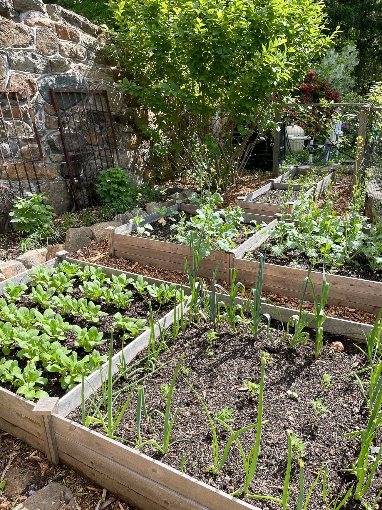 kitchen garden beds