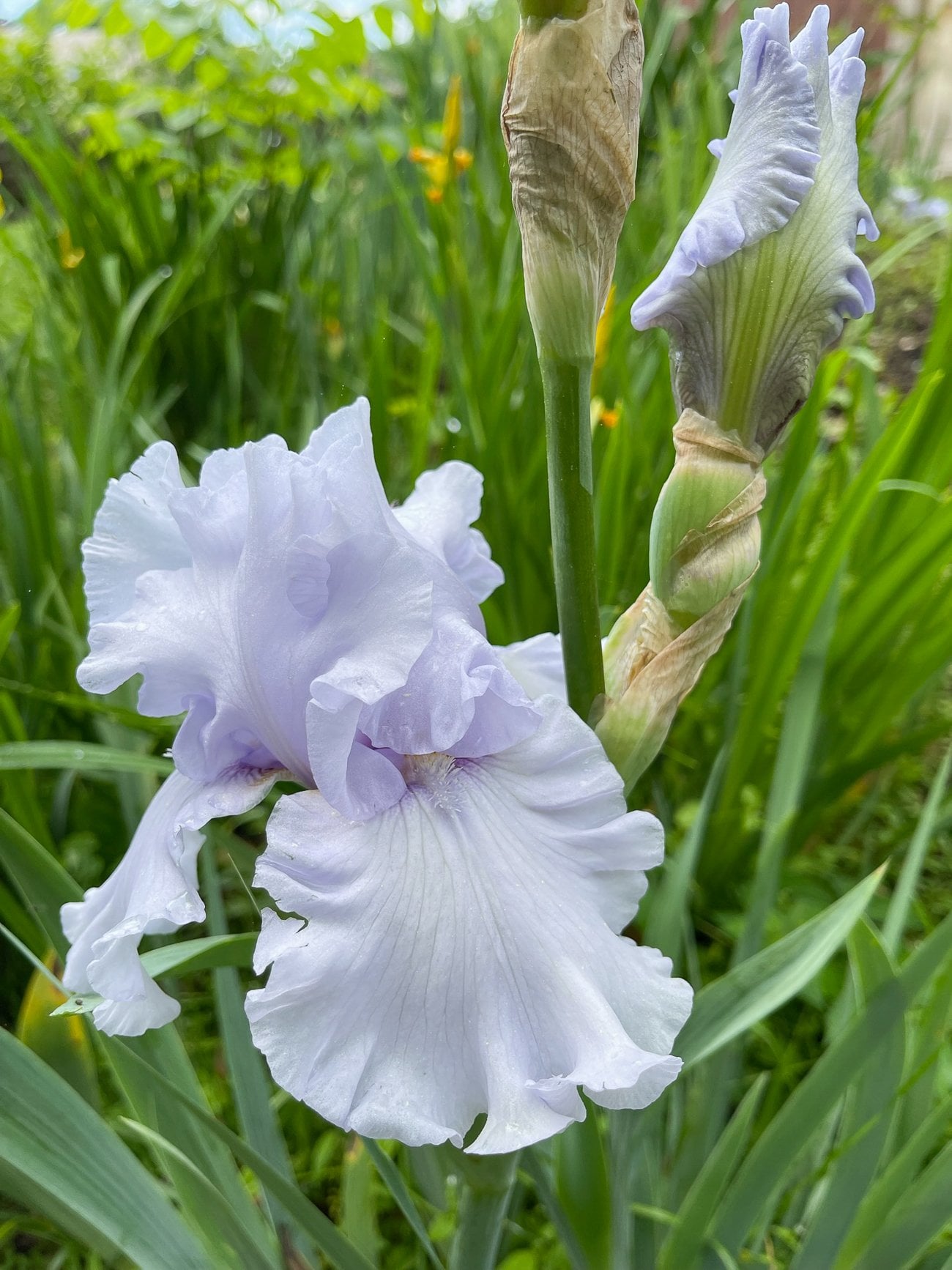 pale purple iris