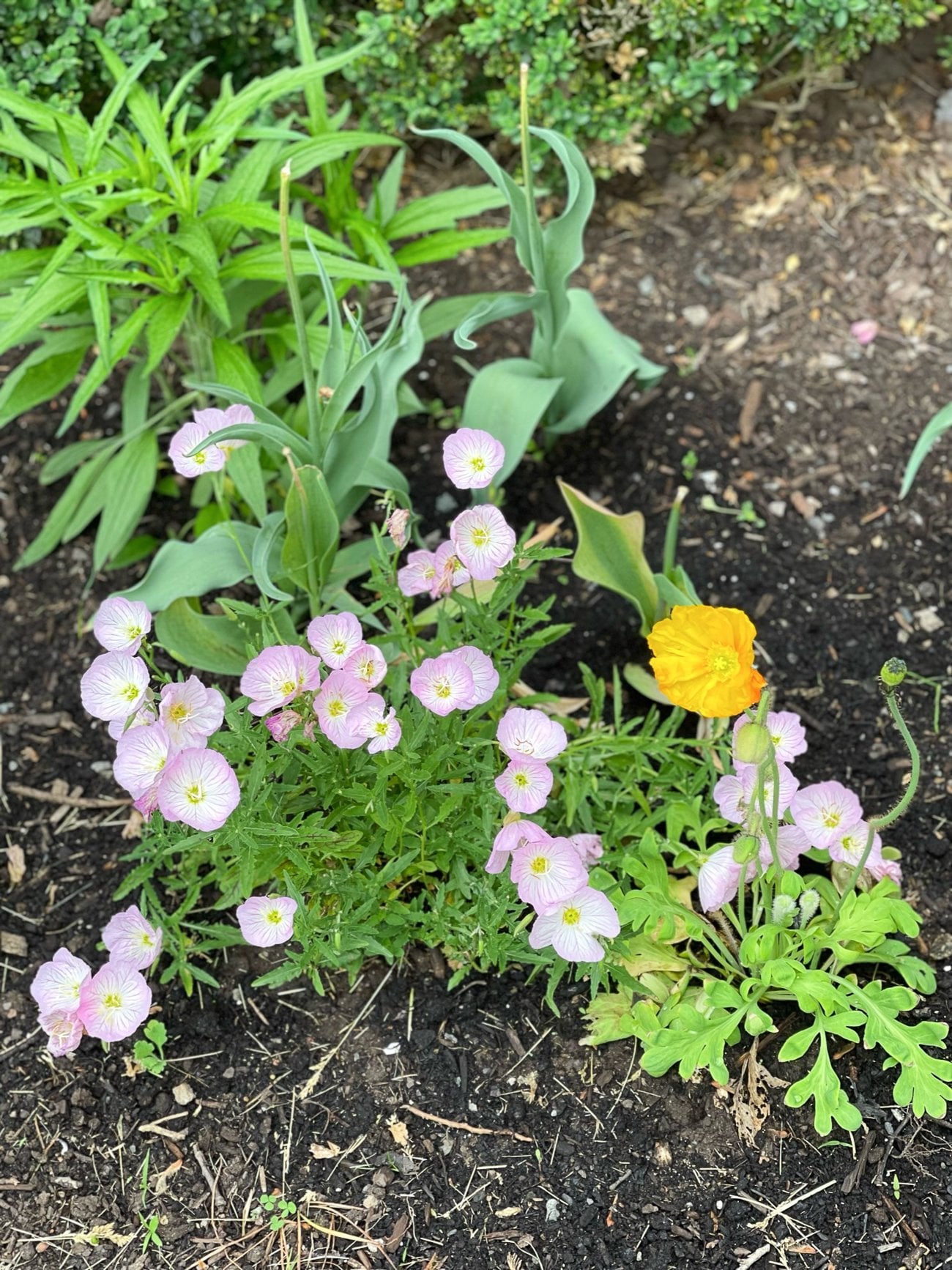showy primrose and yellow iceland poppy