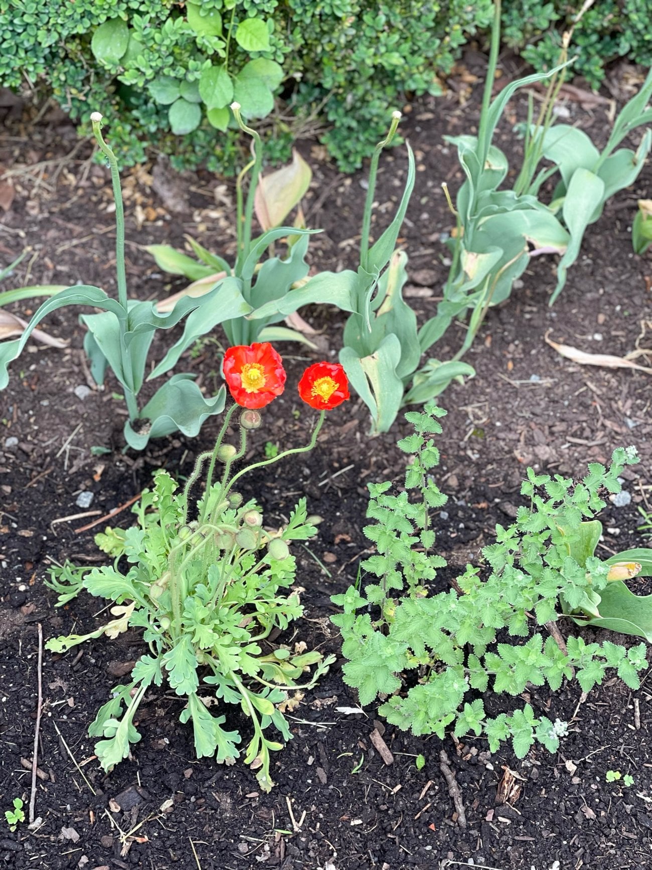 red orange iceland poppy