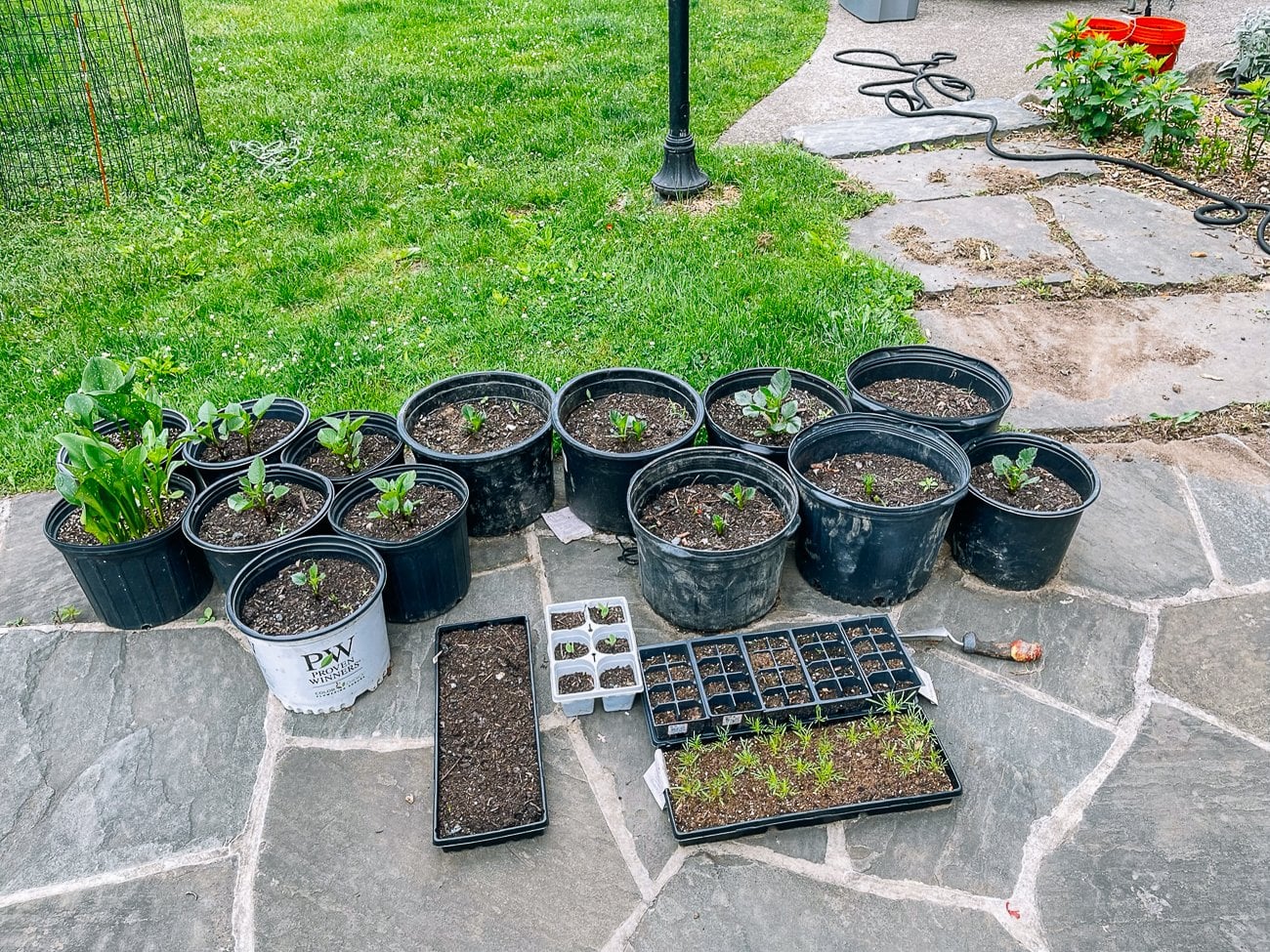 dahlias in pots and seedlings in trays