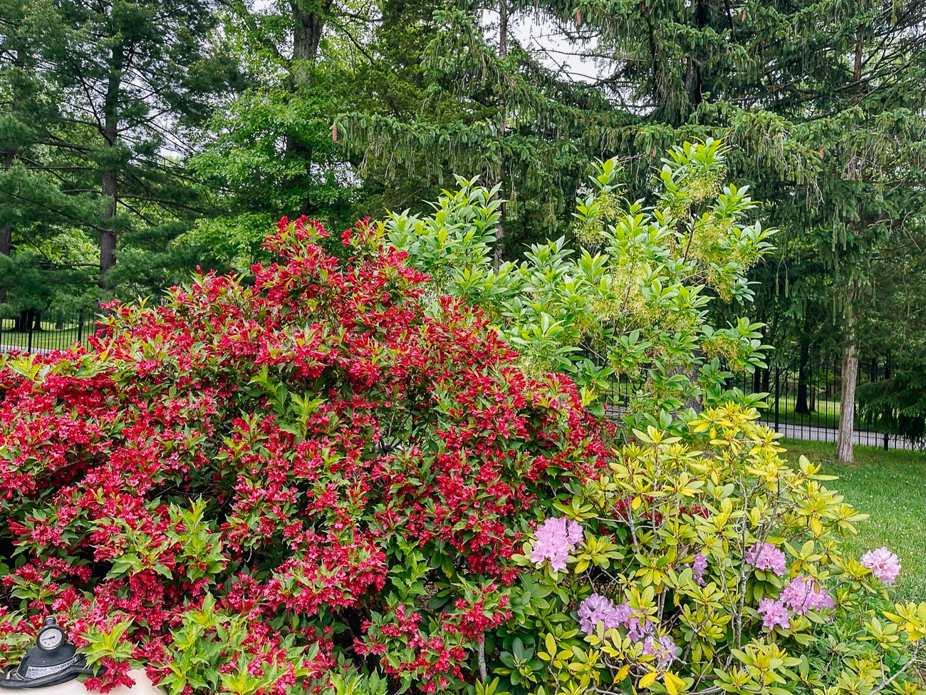 flowering shrubs