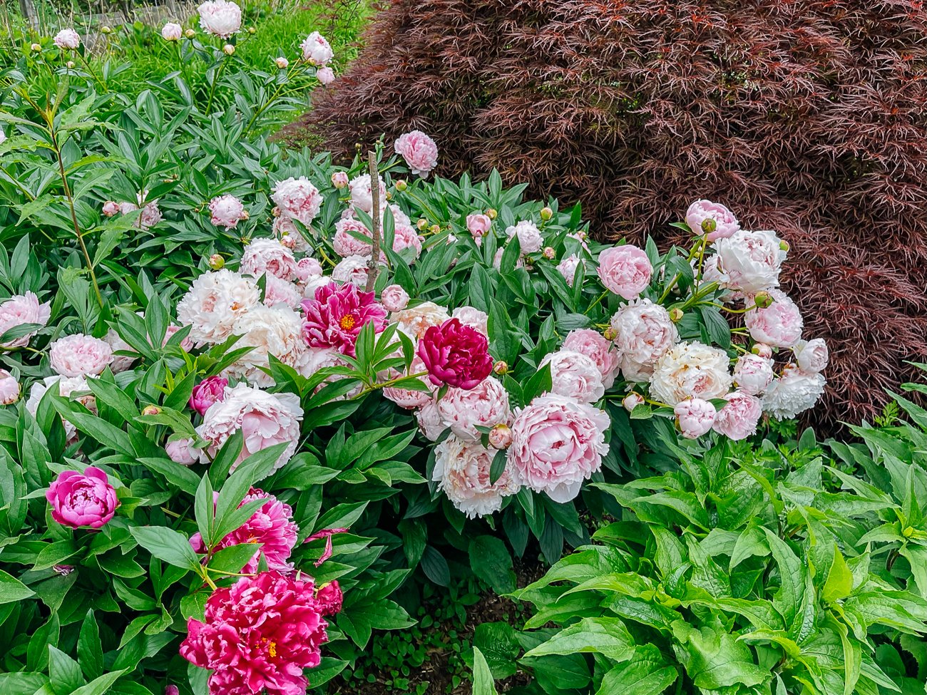 peonies blooming