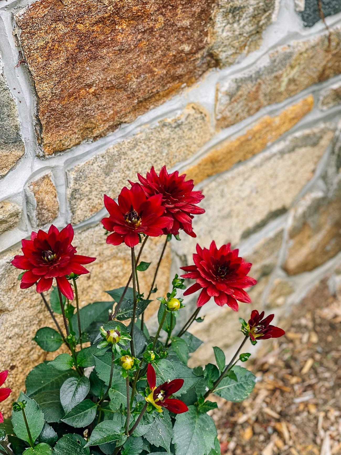 red dahlias in a pot