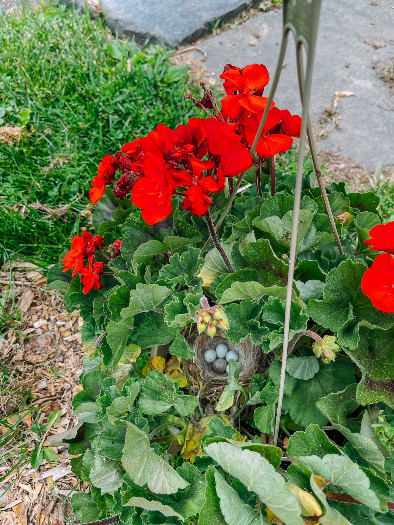 Hanging pot of geraniums with bird's nest in them