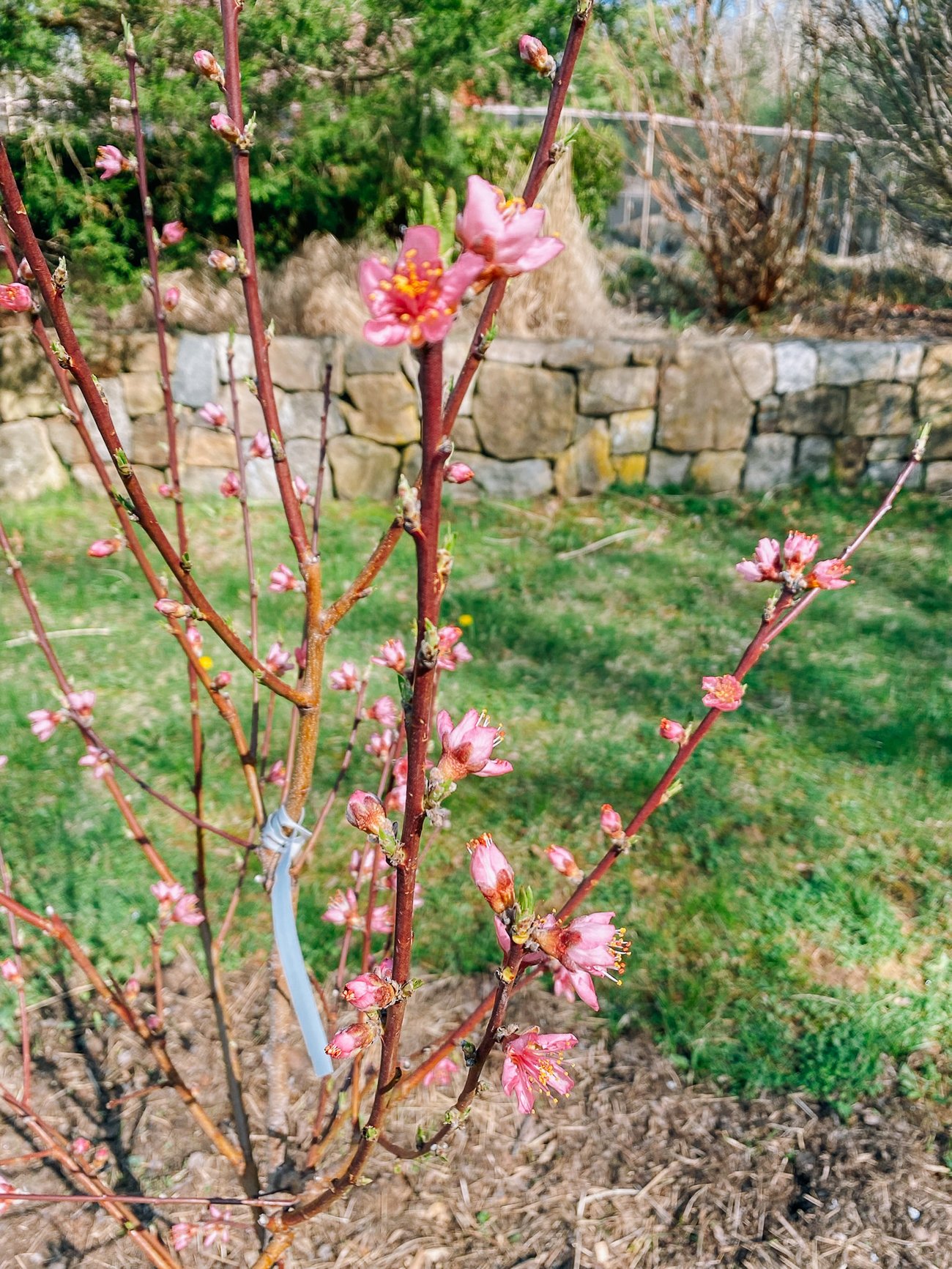 Peach tree flowering