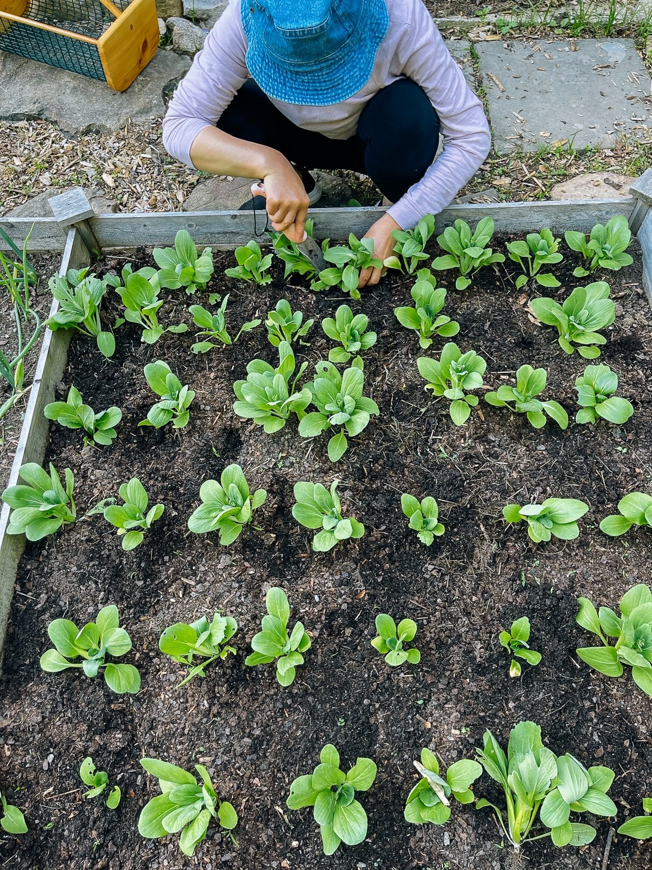 judy thinning bok choy
