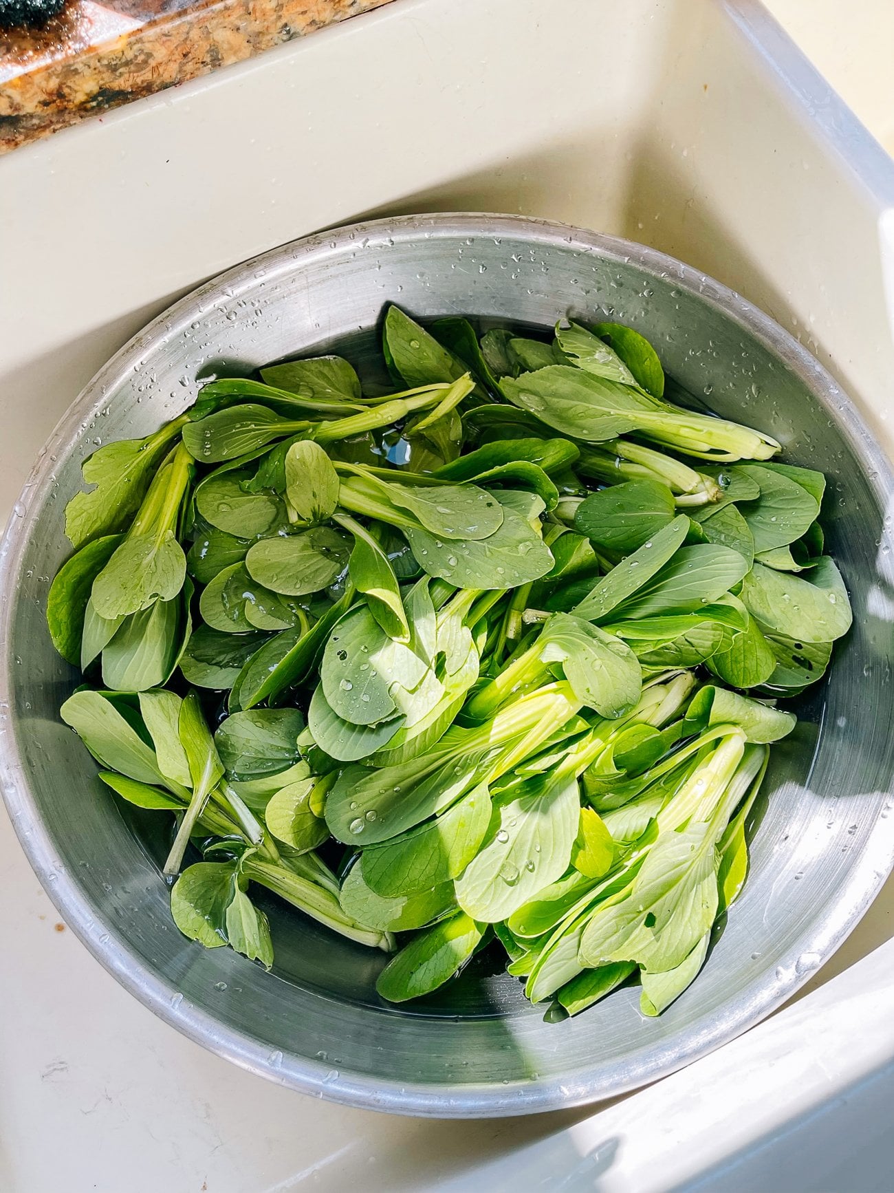 Harvested bok choy leaves soaking in metal bowl of water